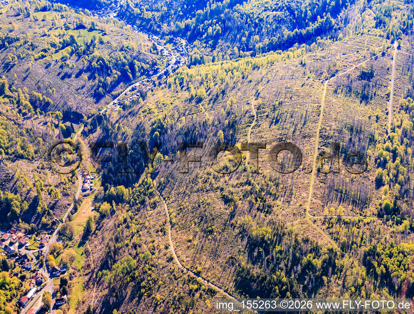 Thuringian forest areas severely damaged by bark beetles in the district Einsiedel in Masserberg in the state Thuringia, Germany