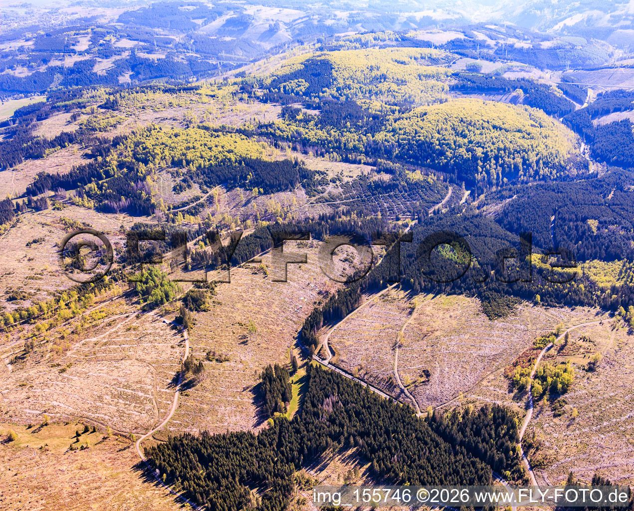 Thuringian forest areas severely damaged by bark beetles in the district Gießübel in Schleusegrund in the state Thuringia, Germany