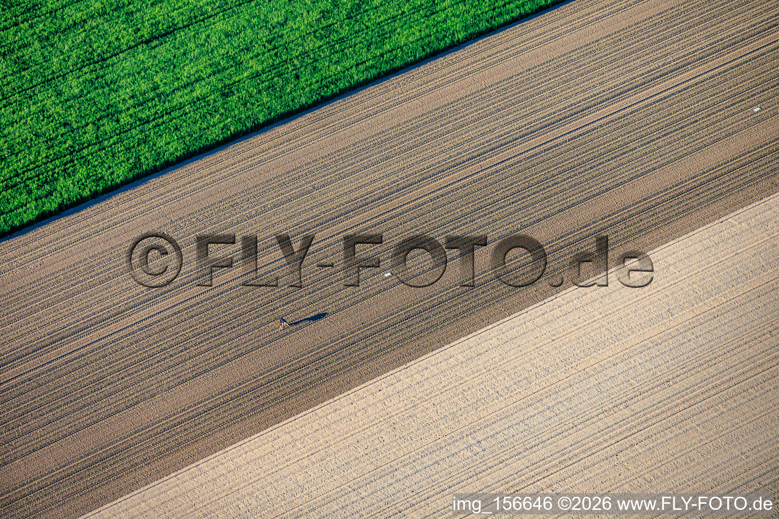 The lonely lettuce seedling planter in Rheinzabern in the state Rhineland-Palatinate, Germany