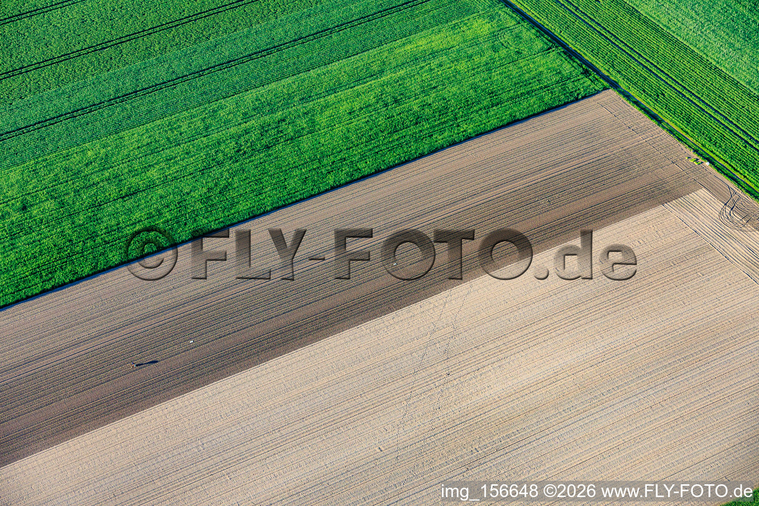 The lonely lettuce seedling planter in Rheinzabern in the state Rhineland-Palatinate, Germany