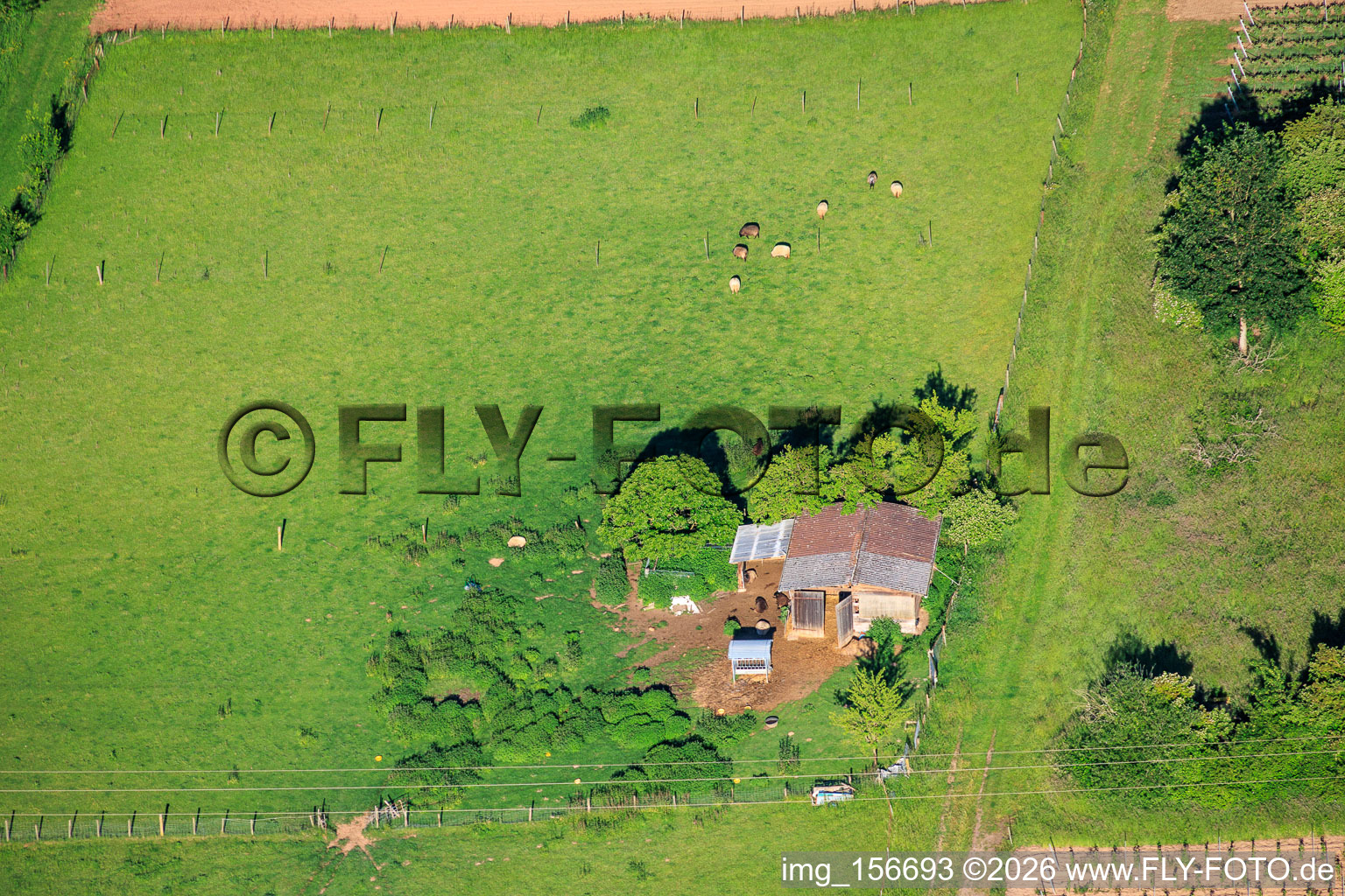 Sheepfold and pasture in Göcklingen in the state Rhineland-Palatinate, Germany