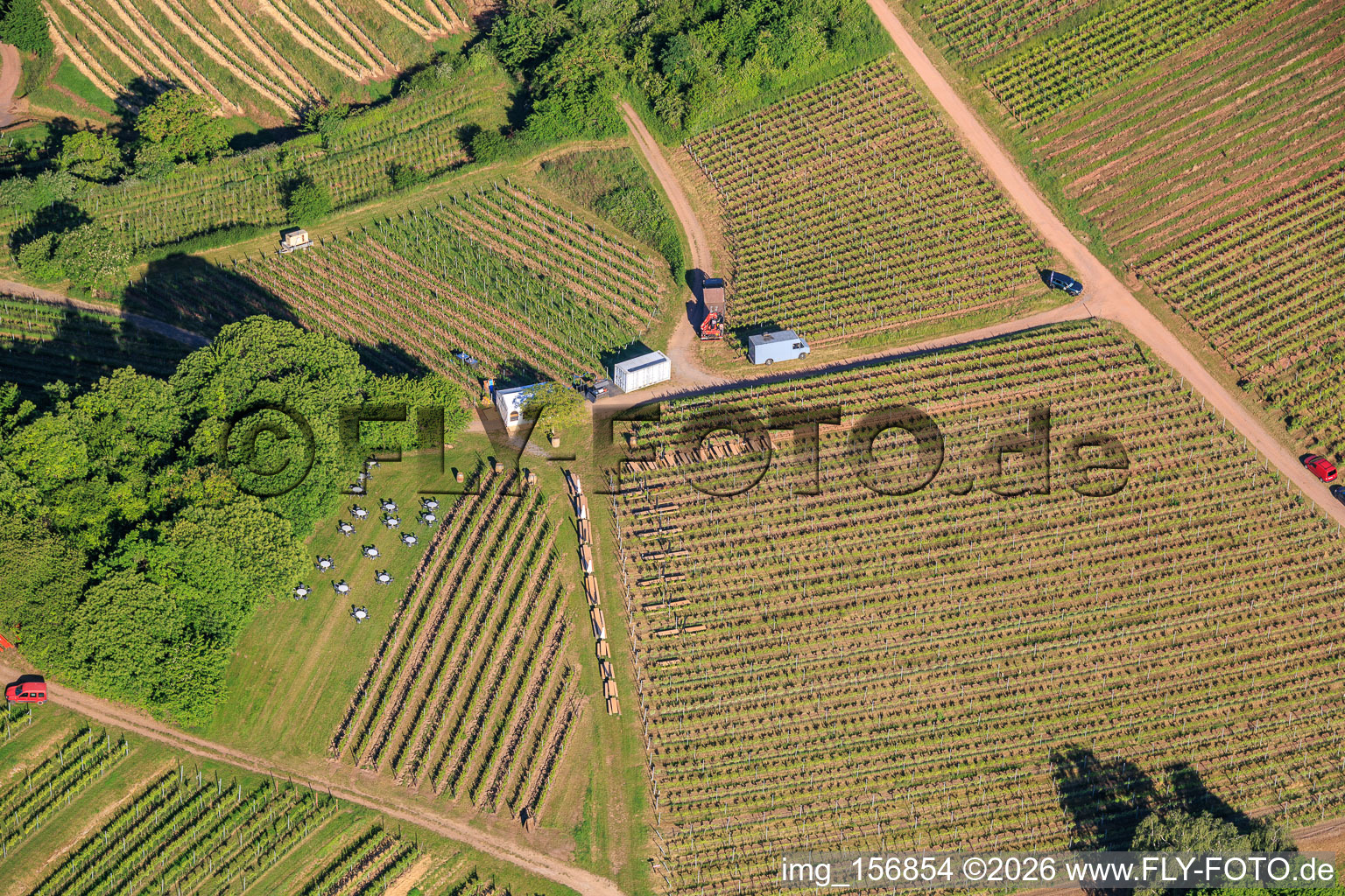 Wine Spring Festival at Pentecost in the vineyard. Large wine presentation amidst the "Kastanienbusch" vineyard (Most Beautiful Wine Festival in the Palatinate 2012) in Birkweiler in the state Rhineland-Palatinate, Germany