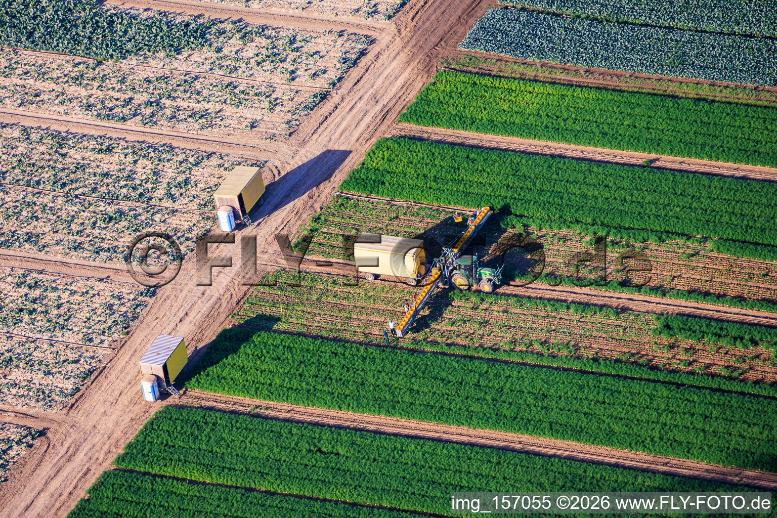 Fennel harvest with tractor and 12 harvest workers in the district Dannstadt in Dannstadt-Schauernheim in the state Rhineland-Palatinate, Germany