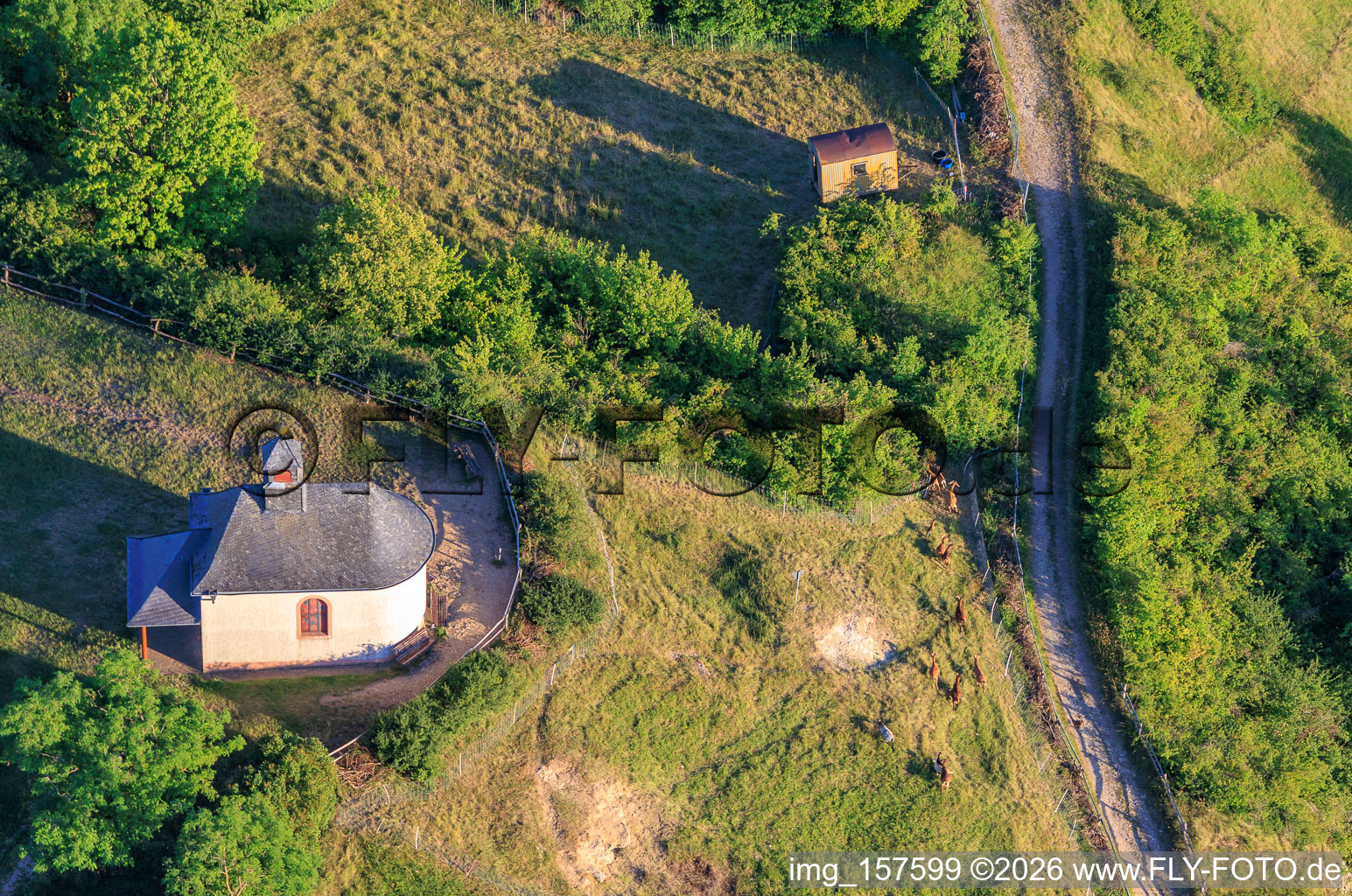 Chapel Kleine Kalmit with herd of goats in the district Arzheim in Landau in der Pfalz in the state Rhineland-Palatinate, Germany