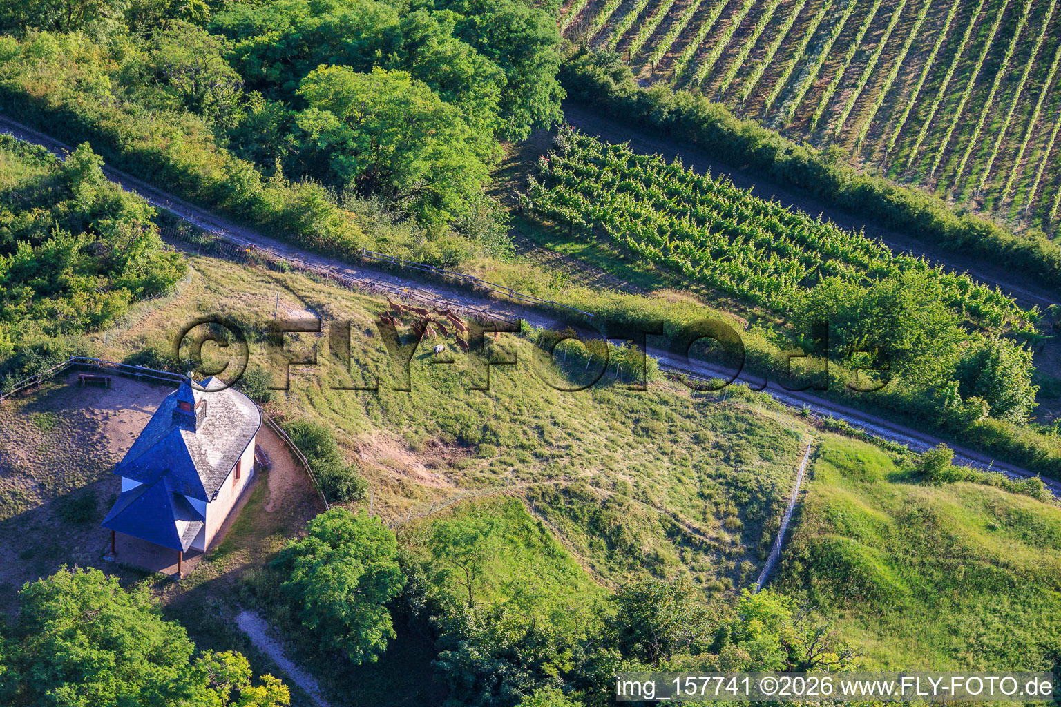 Chapel Kleine Kalmit with herd of goats in the district Arzheim in Landau in der Pfalz in the state Rhineland-Palatinate, Germany