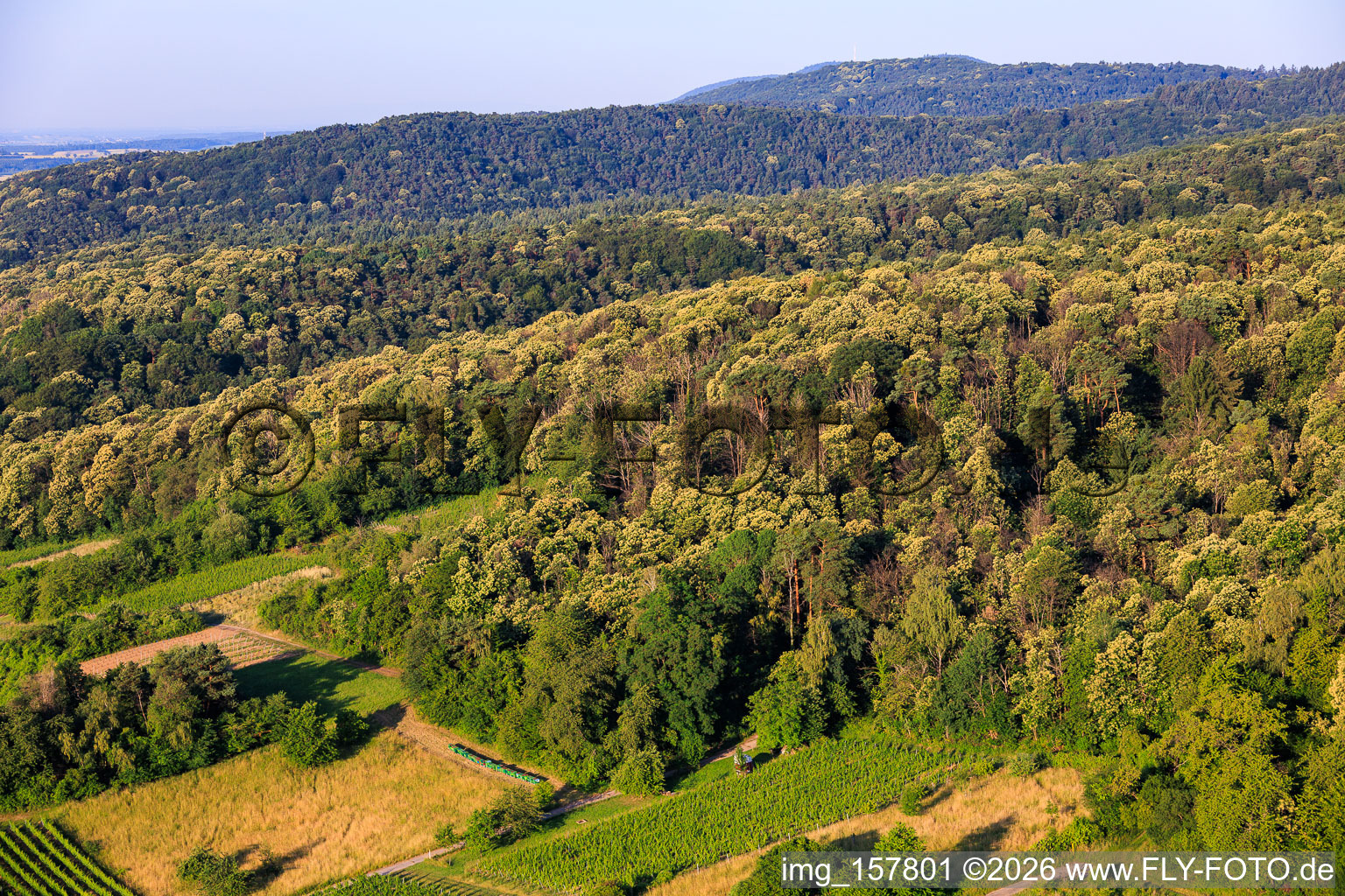 Flowering sweet chestnut trees in the Palatinate Forest in Dörrenbach in the state Rhineland-Palatinate, Germany