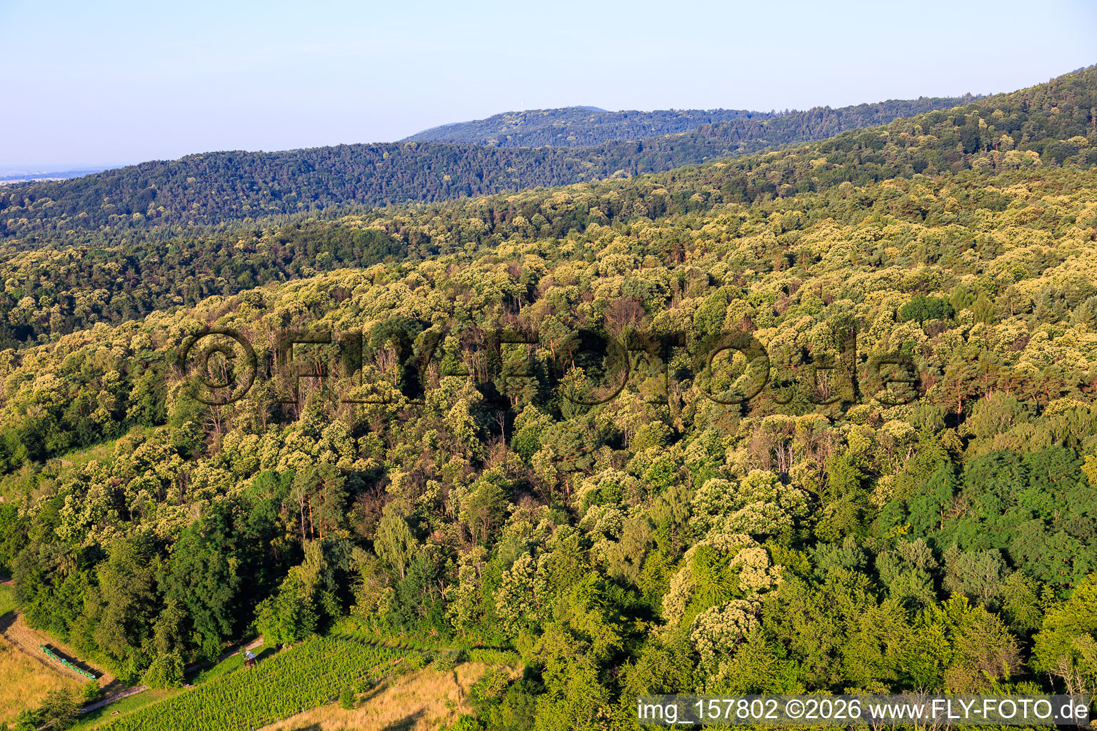 Flowering sweet chestnut trees in the Palatinate Forest in Dörrenbach in the state Rhineland-Palatinate, Germany