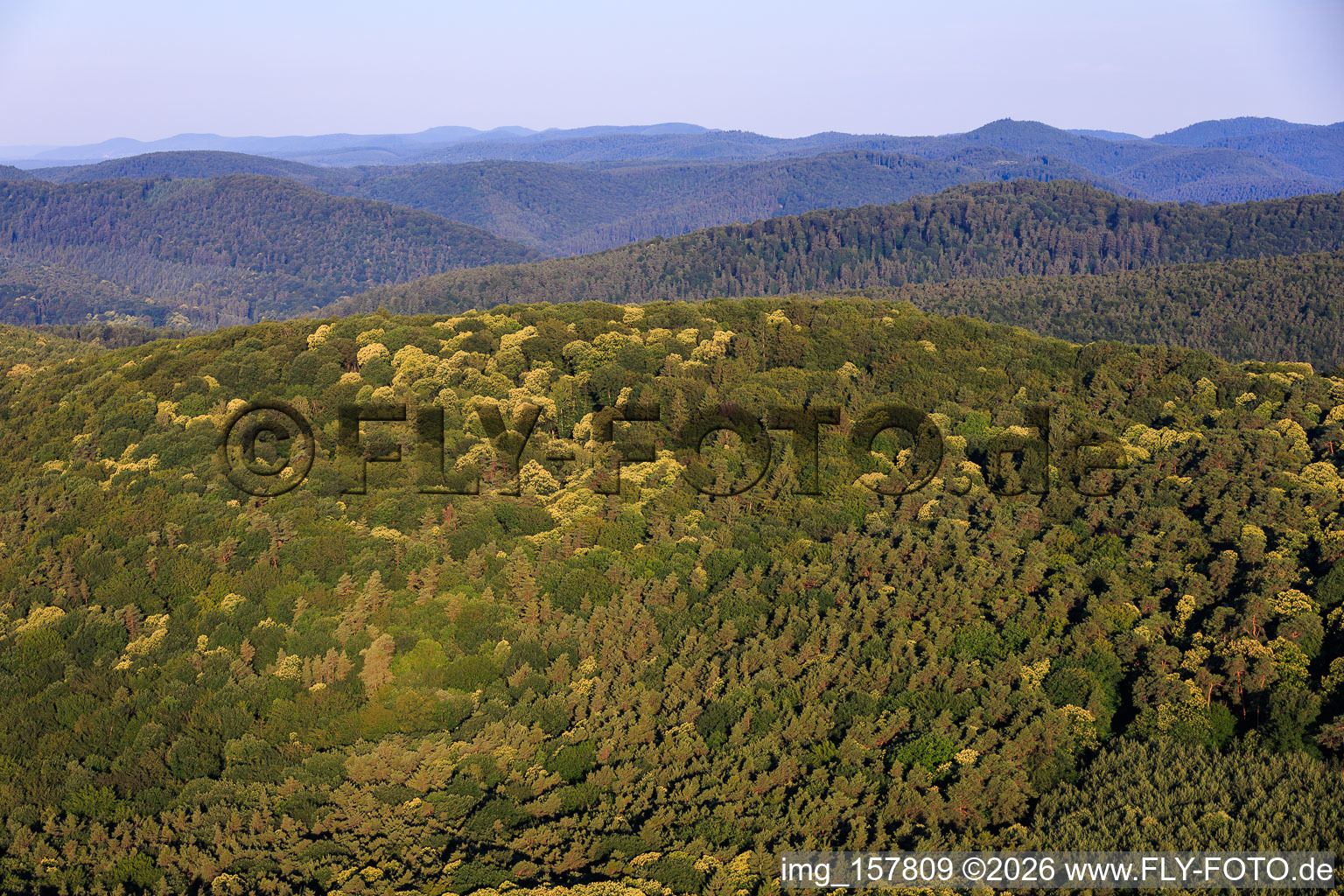 Flowering sweet chestnut trees in the Palatinate Forest in the district Schweigen in Schweigen-Rechtenbach in the state Rhineland-Palatinate, Germany