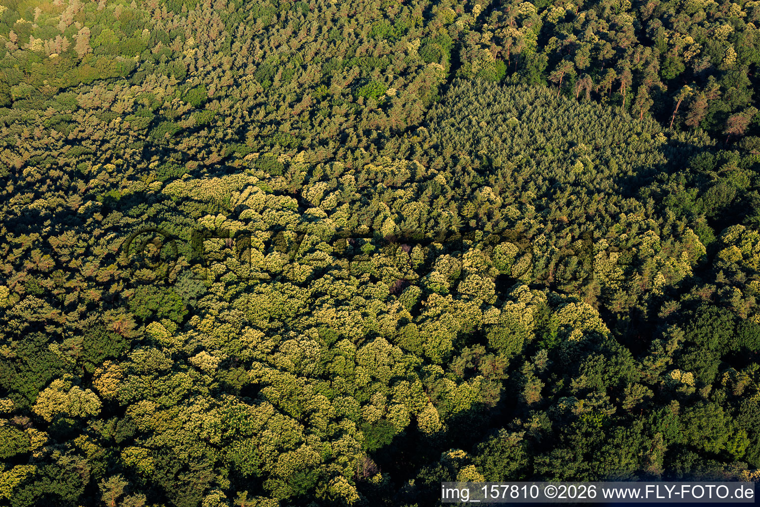Flowering sweet chestnut trees in the Palatinate Forest in the district Schweigen in Schweigen-Rechtenbach in the state Rhineland-Palatinate, Germany