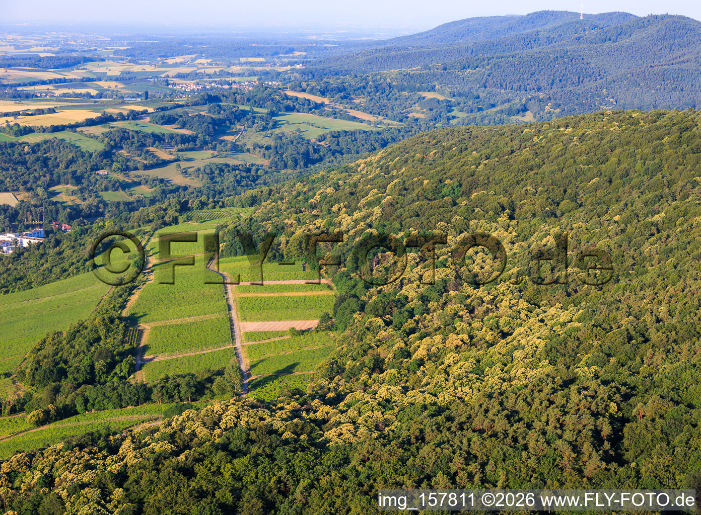 Flowering sweet chestnut trees in the Palatinate Forest in Wissembourg in the state Bas-Rhin, France