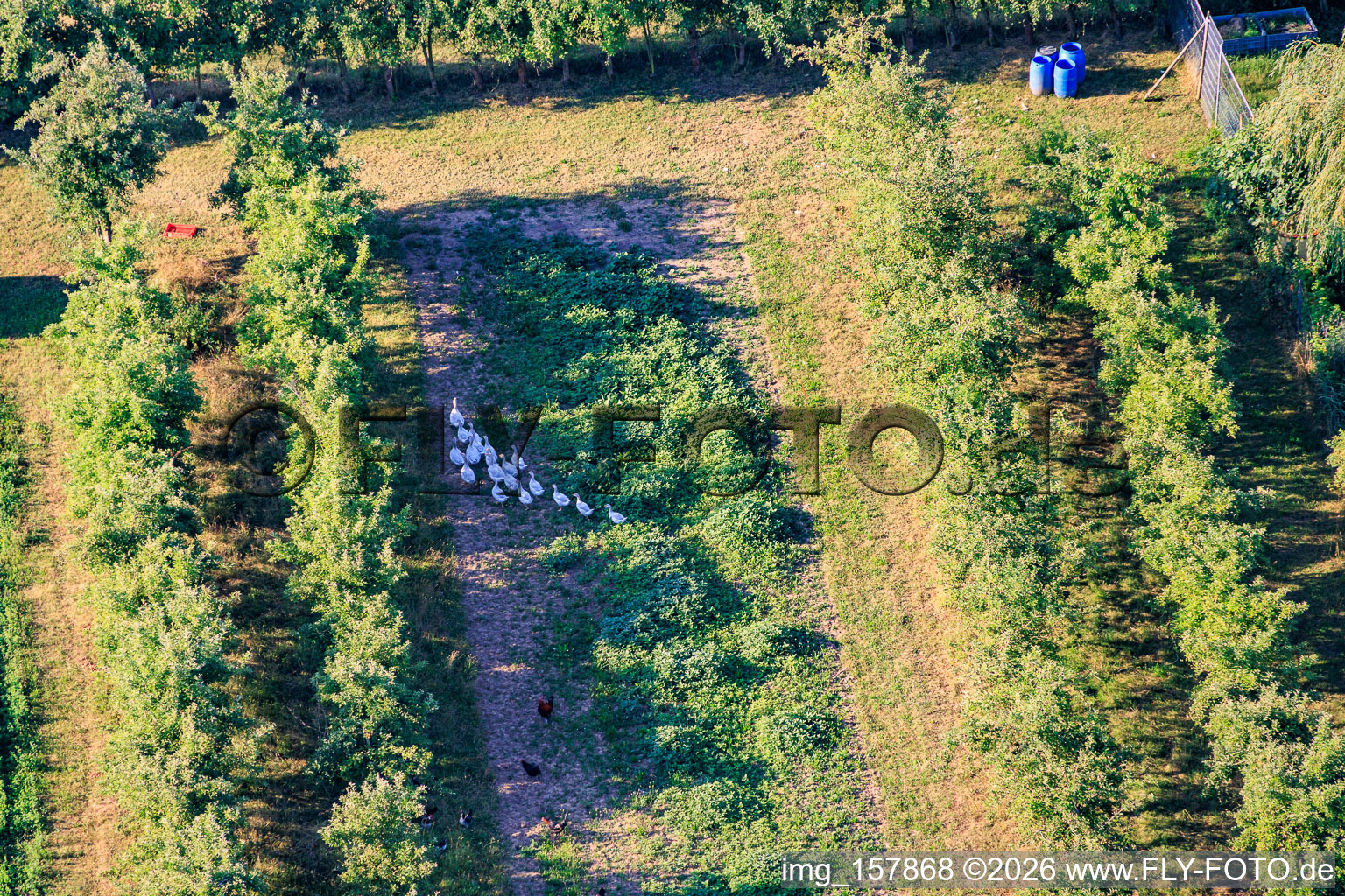 Flock of geese in the orchard in the district Mühlhofen in Billigheim-Ingenheim in the state Rhineland-Palatinate, Germany