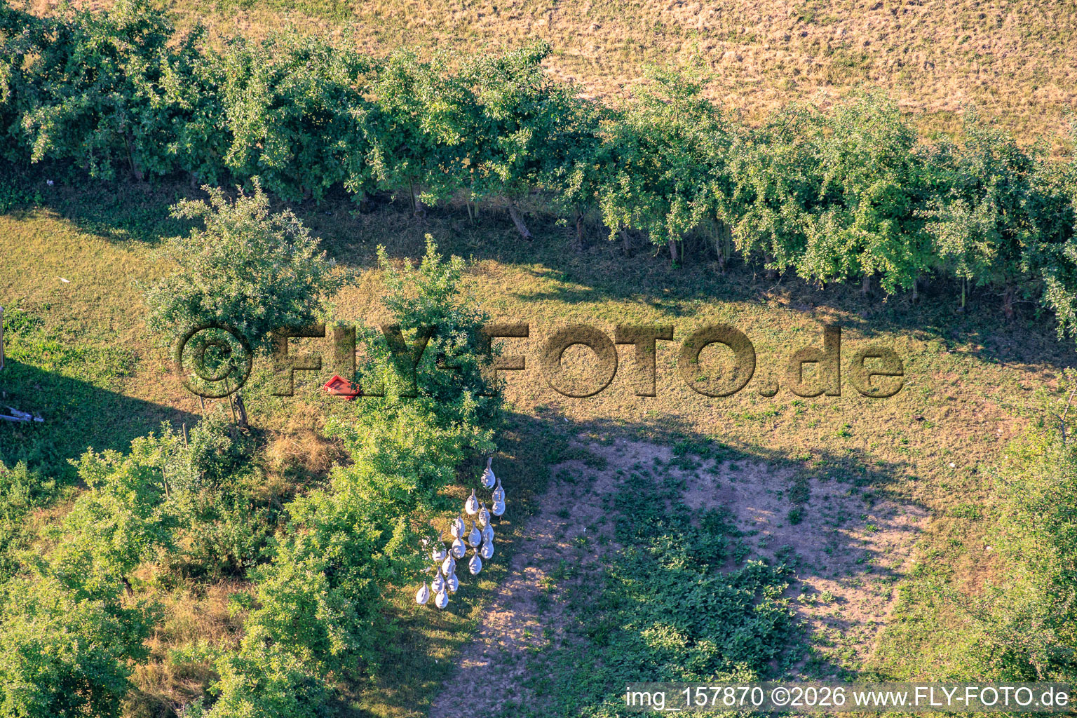 Flock of geese in the orchard in the district Mühlhofen in Billigheim-Ingenheim in the state Rhineland-Palatinate, Germany