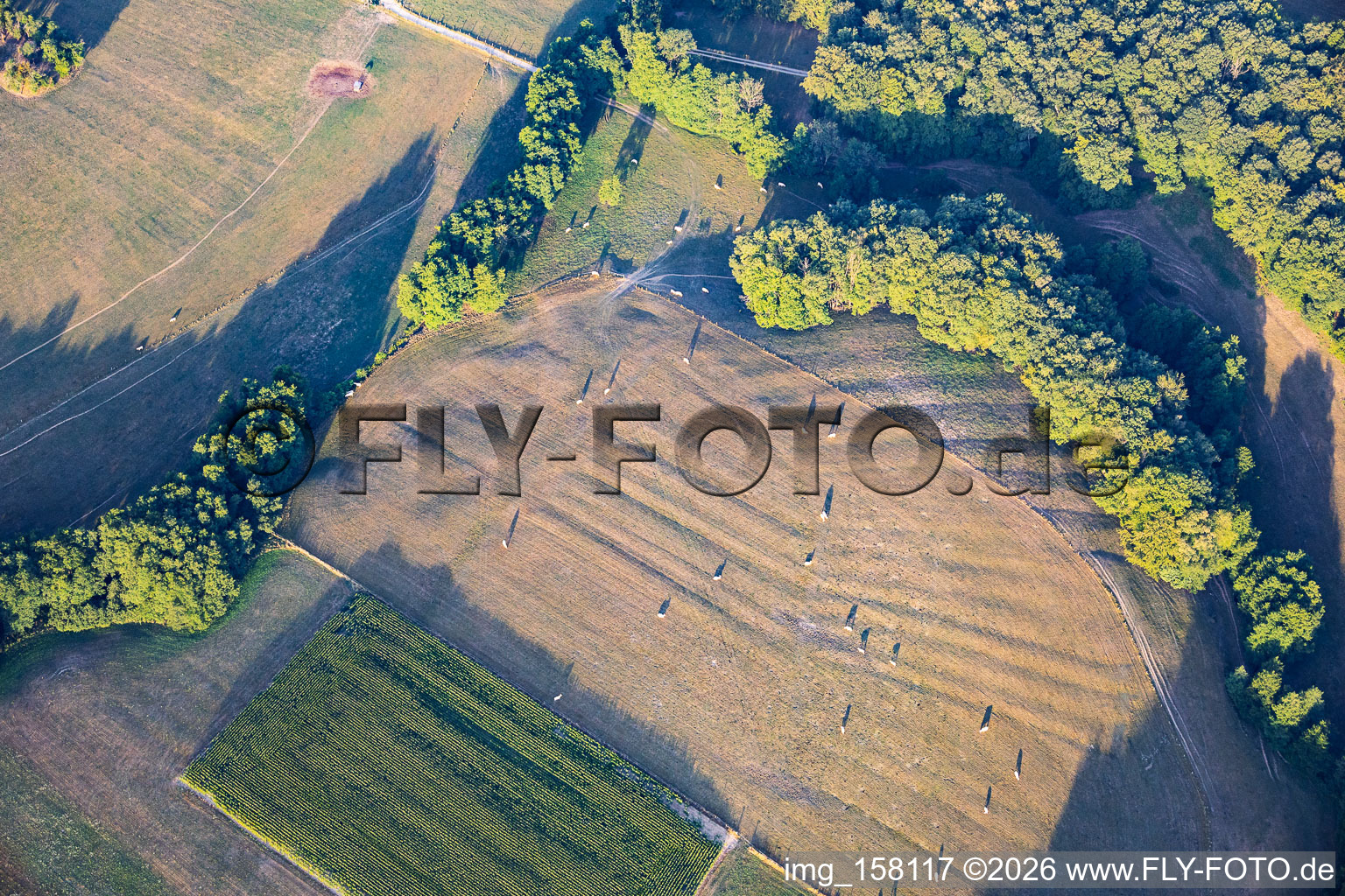 Flock of sheep grazing on dry meadows in Lembach in the state Bas-Rhin, France