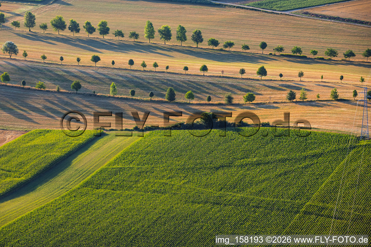 Rows of trees along field paths between stubble fields in Schleithal in the state Bas-Rhin, France