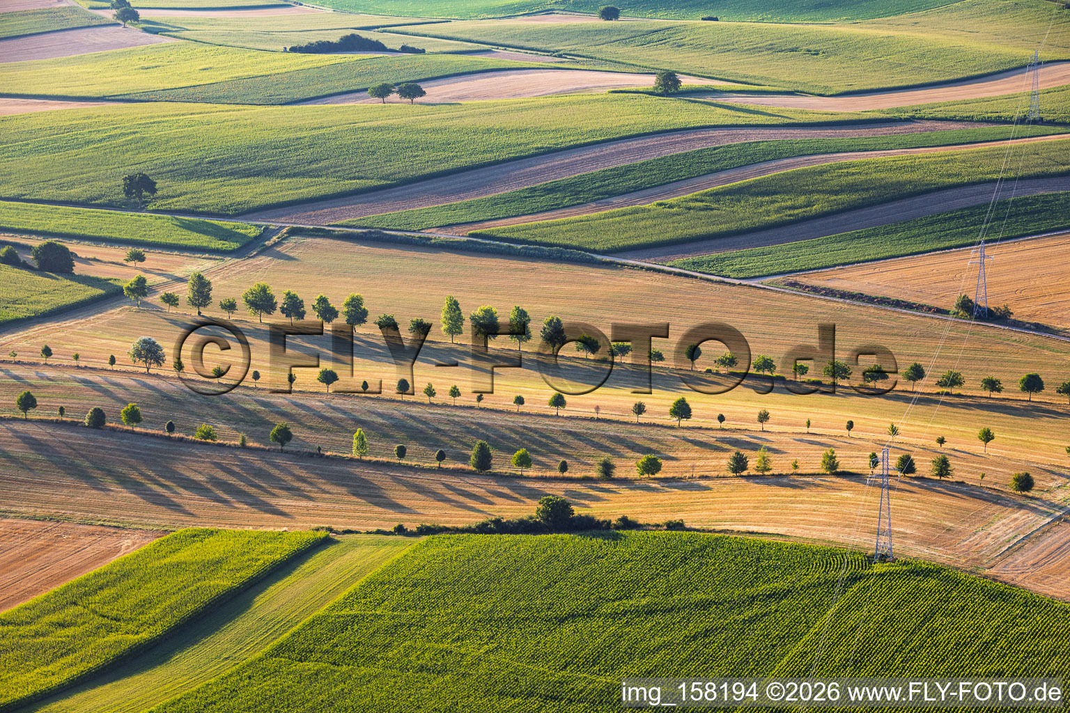 Rows of trees along field paths between stubble fields in Schleithal in the state Bas-Rhin, France