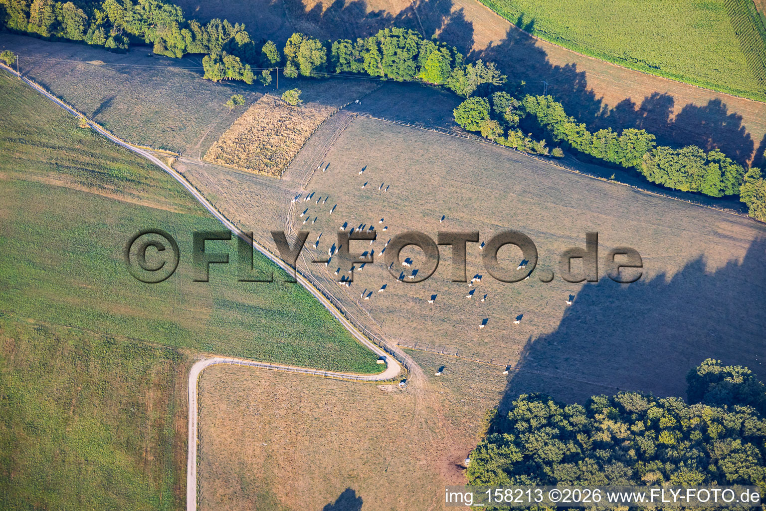 Flock of sheep grazing on dry meadows in Lembach in the state Bas-Rhin, France