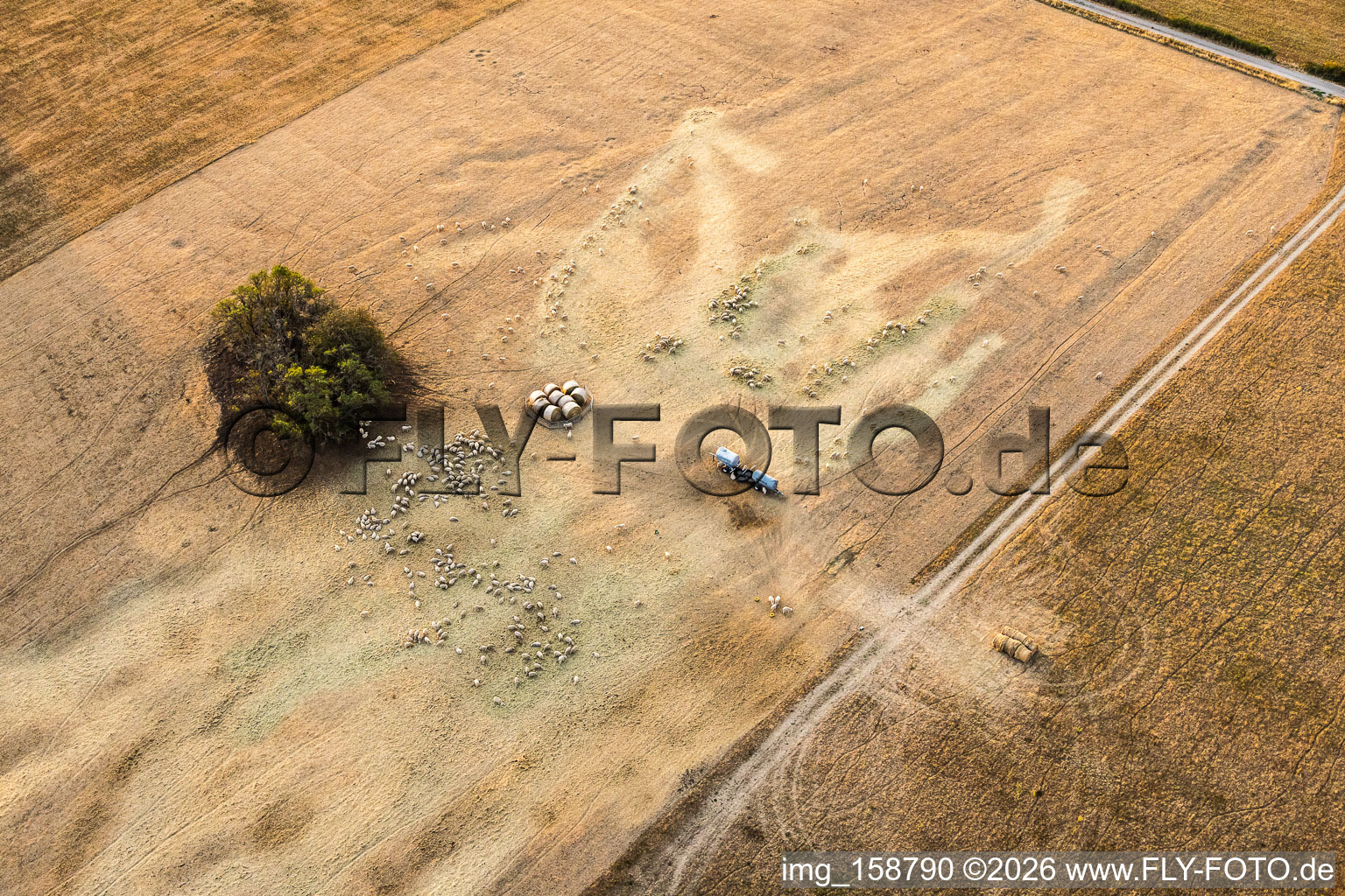 Flock of sheep from Ferme Rimmlinger grazing on completely parched meadows in Achen in the state Moselle, France
