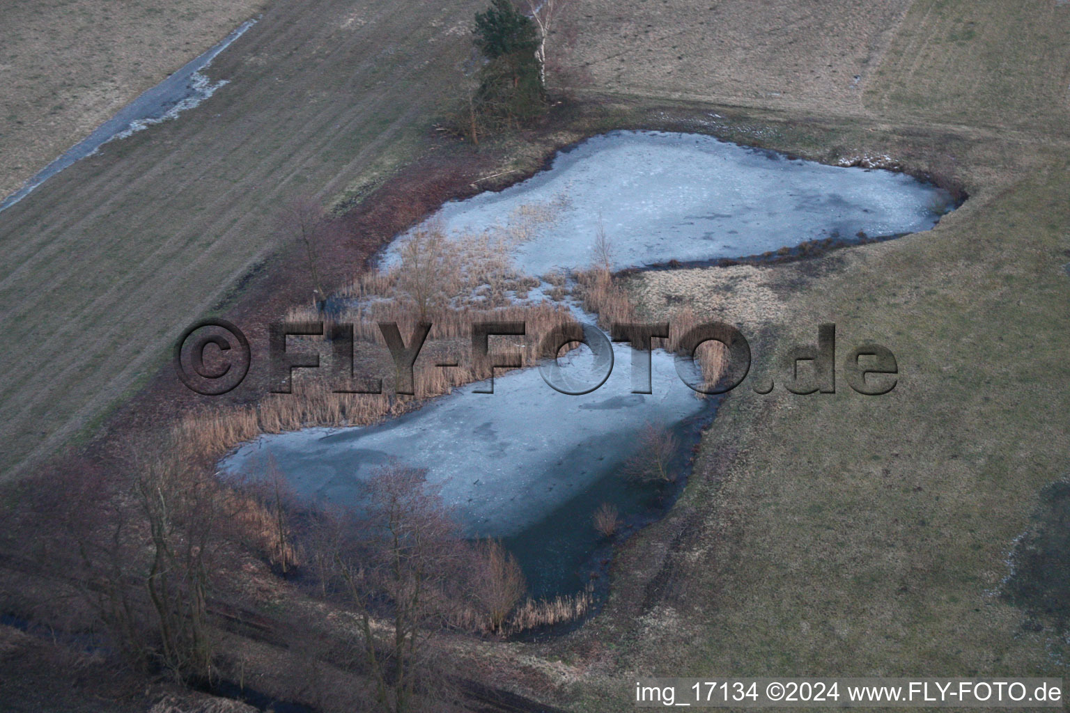 Wintry snowy Ponds and Morast- water surface in a pond landscape in Minfeld in the state Rhineland-Palatinate