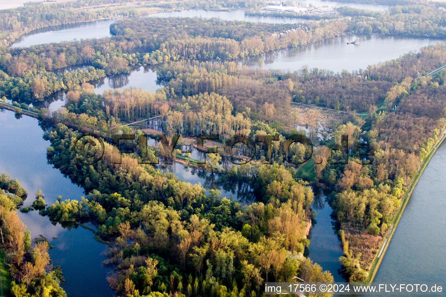 River delta and stream mouth on the Rhine in Eggenstein-Leopoldshafen in the federal state Baden-Wurttemberg