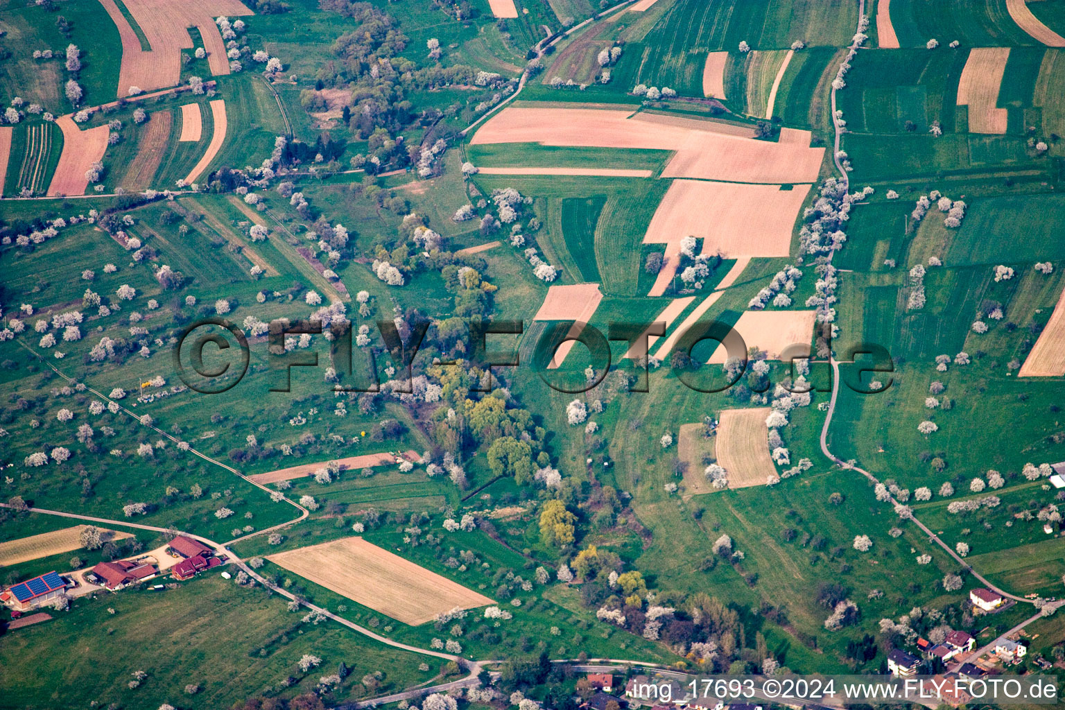 Blossoming trees of fruit on fields in the district Schwann in Straubenhardt in the state Baden-Wurttemberg