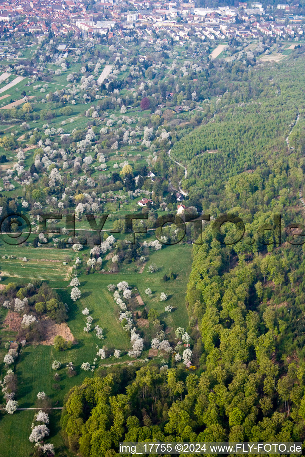 Rows of flowering trees of fruit cultivation plantation in the district Oberweier in Ettlingen in the state Baden-Wurttemberg, Germany