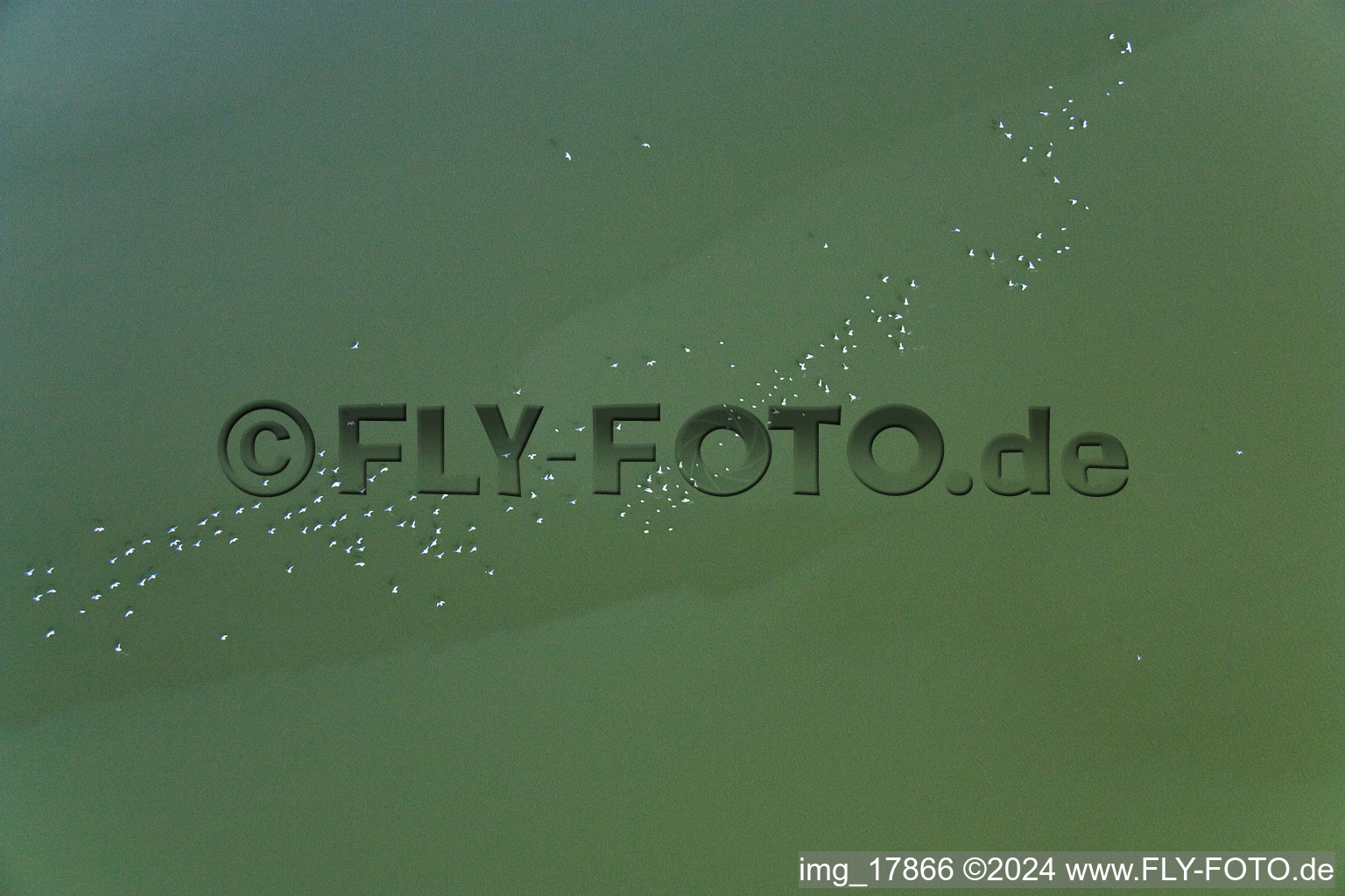 Waterfowl on Lake Ammersee in Fischen in the state Bavaria, Germany