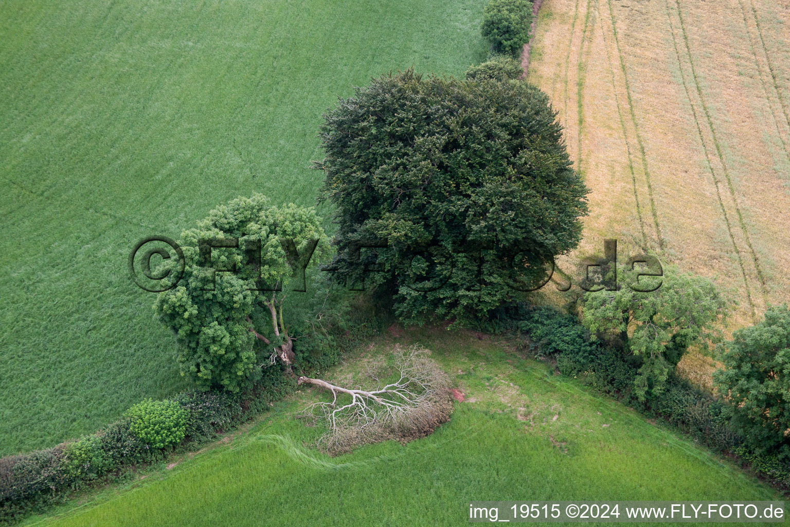 Tree split in two by a flash in a field edge in Compton in England, United Kingdom