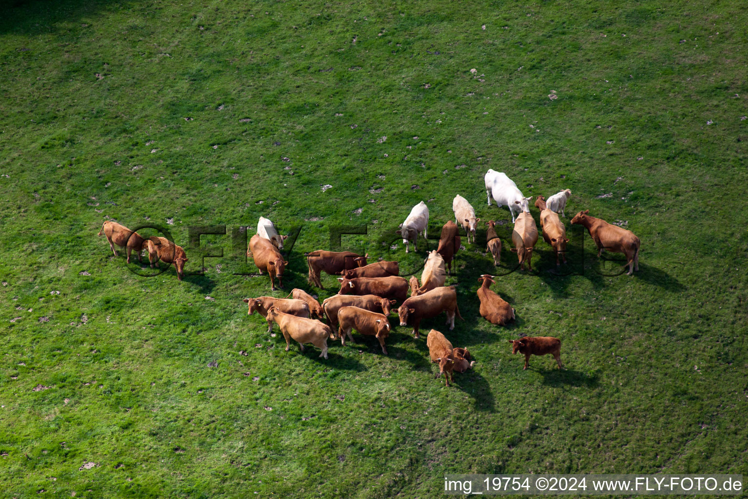 Grass area-structures meadow pasture with cattle - herd in Littlehempston in England, United Kingdom