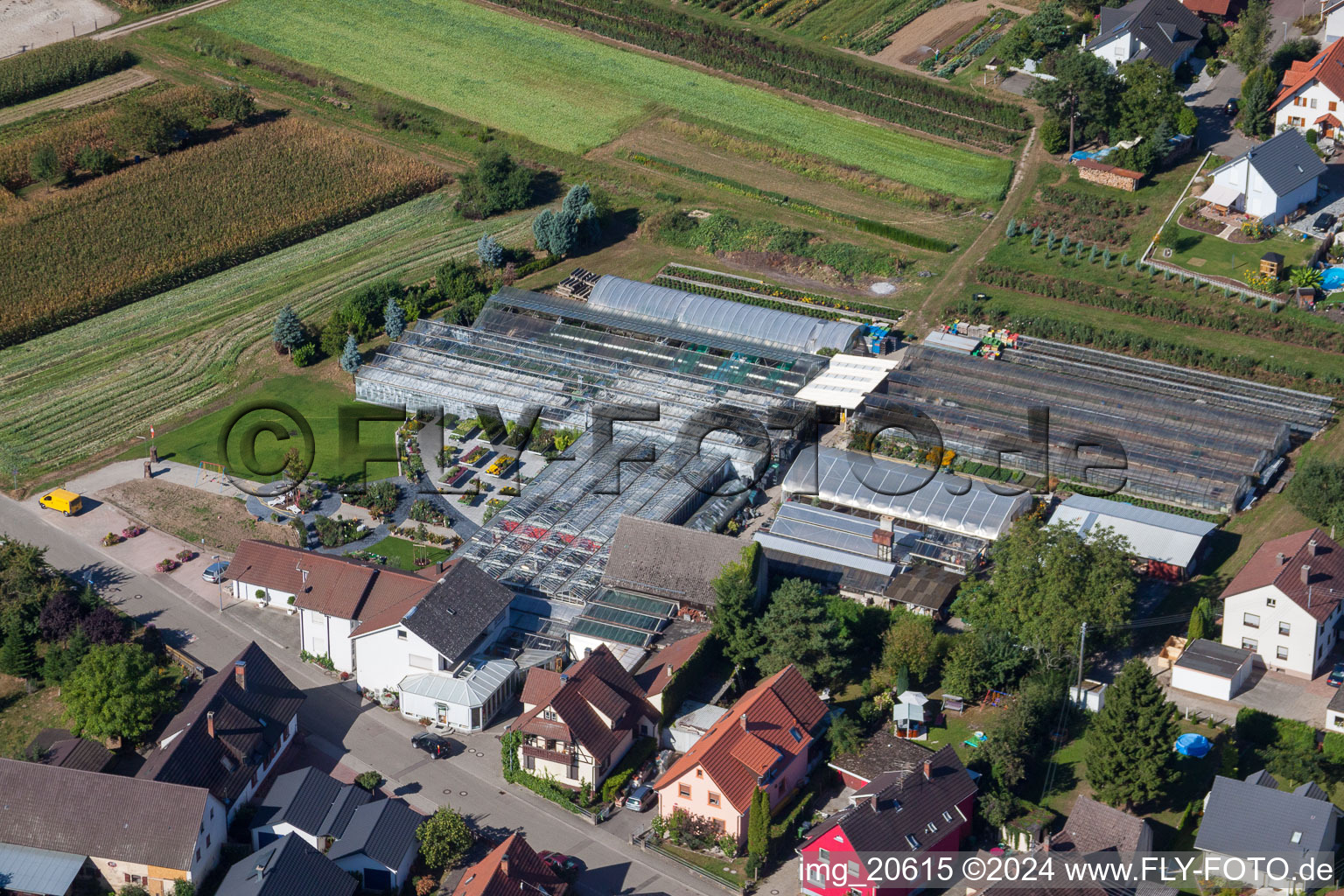 Aerial view of Glass roof surfaces in the greenhouse rows for Floriculture in the district Bodersweier in Kehl in the state Baden-Wurttemberg