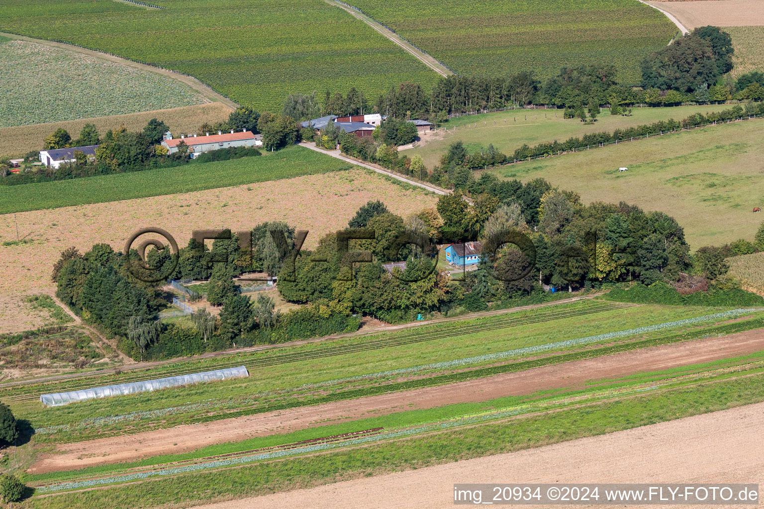 Dog boarding in Minfeld in the state Rhineland-Palatinate, Germany