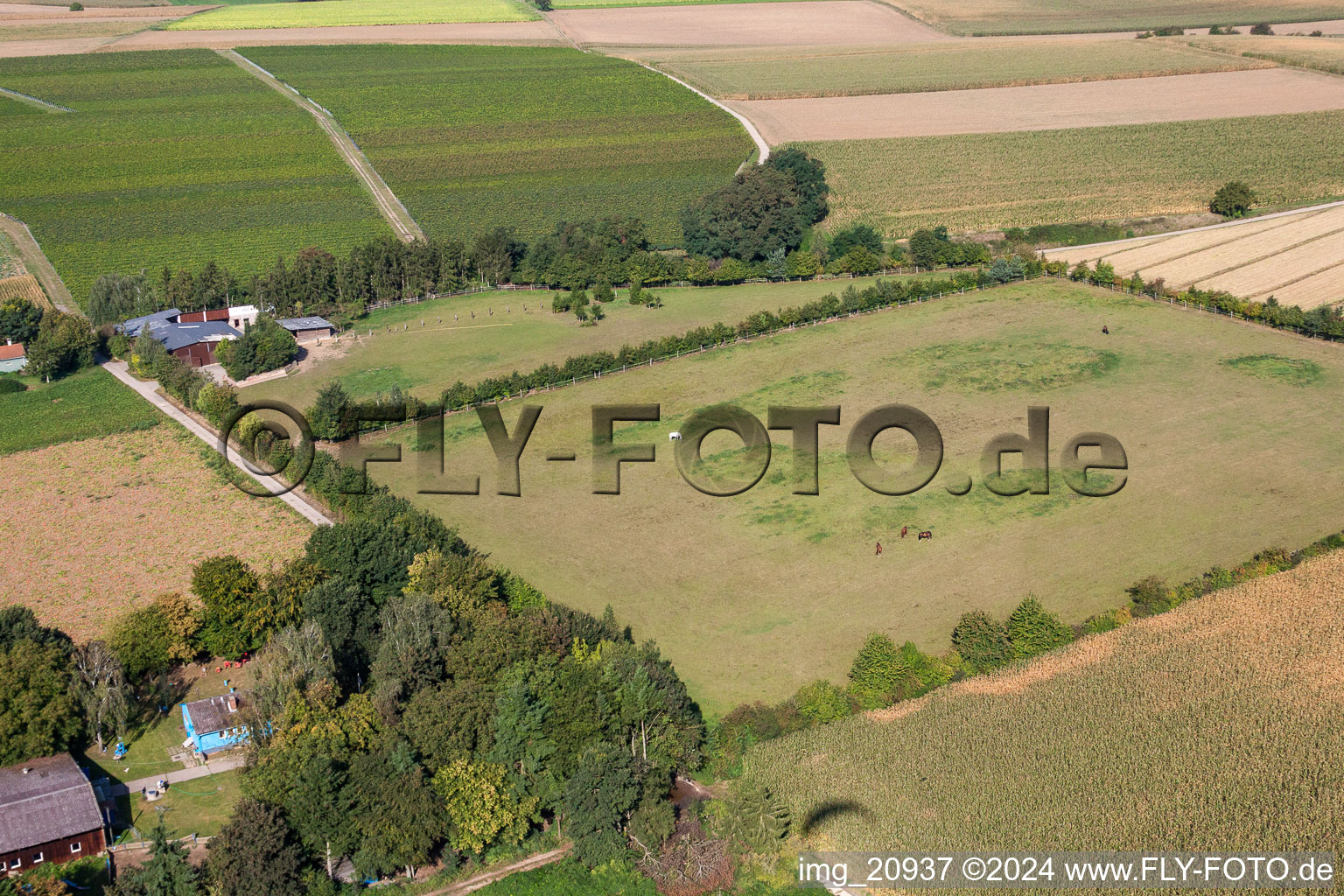 Trakehner-Friedrich in Minfeld in the state Rhineland-Palatinate, Germany