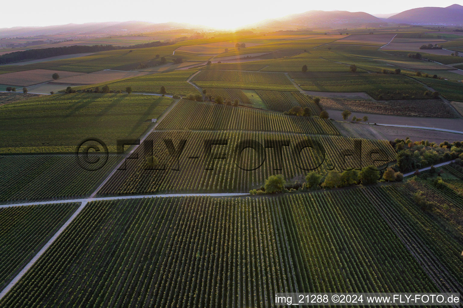 Fields of wine cultivation landscape at sunset in Billigheim-Ingenheim in the state Rhineland-Palatinate