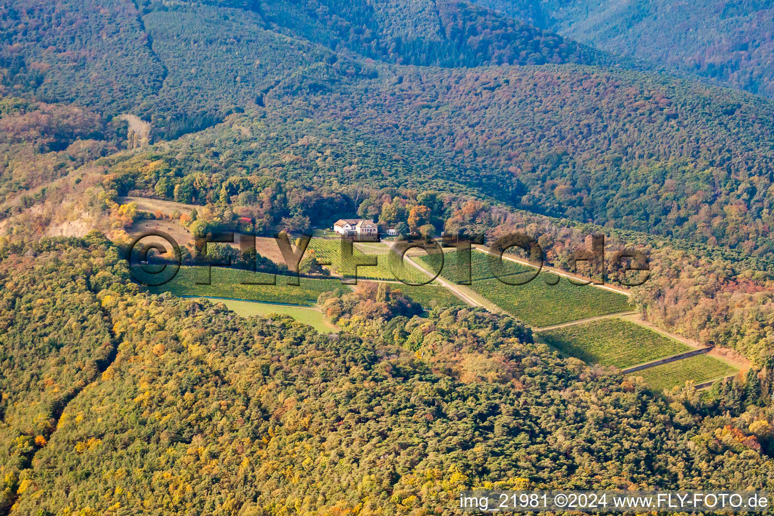 Vineyard landscape of the winegrowers' areas of the Odinstal winery, the highest winery in the Palatinate in Wachenheim an der Weinstraße in the state Rhineland-Palatinate, Germany