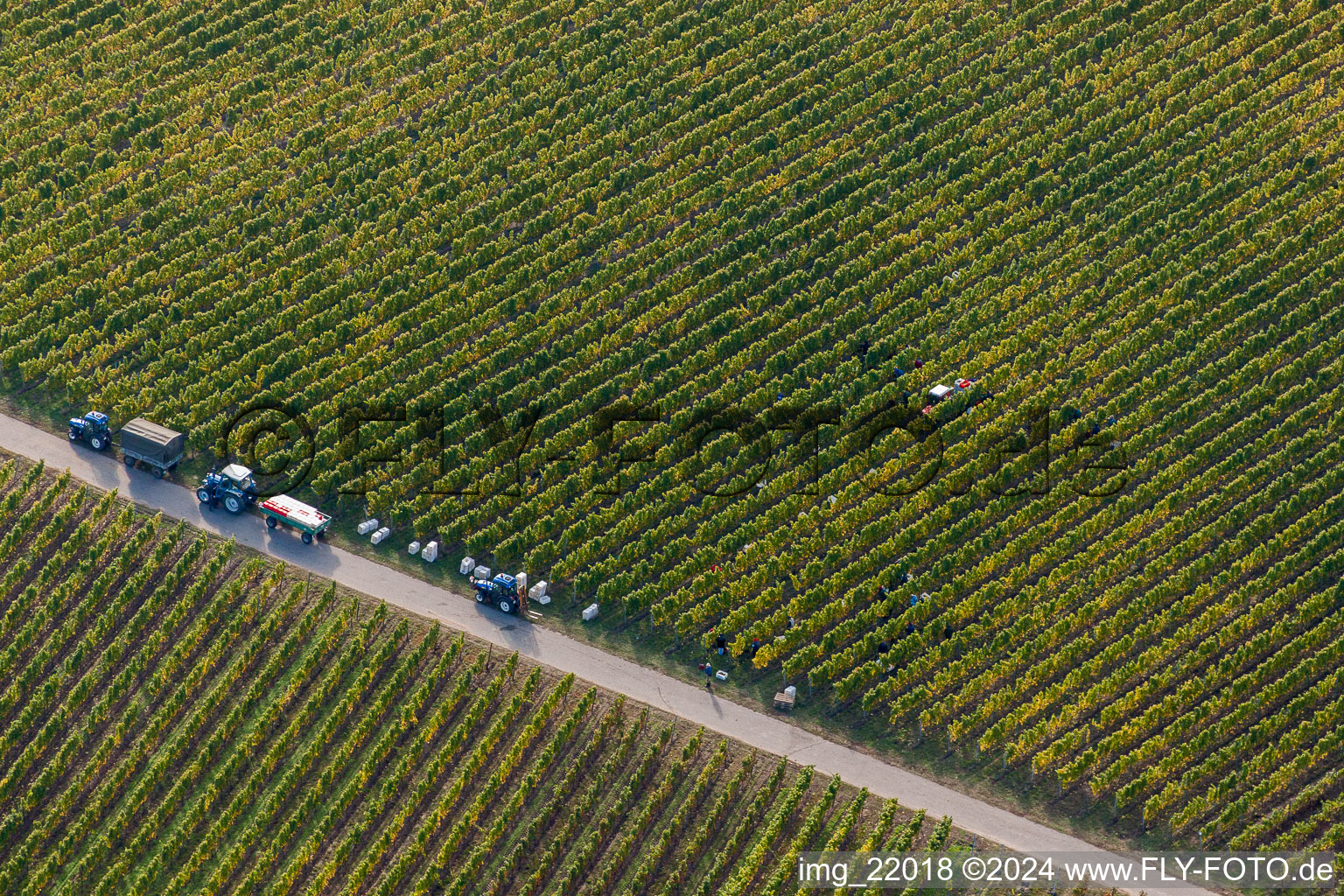 Workiing with harvesters on wie yaard rows in Ruppertsberg in the state Rhineland-Palatinate, Germany