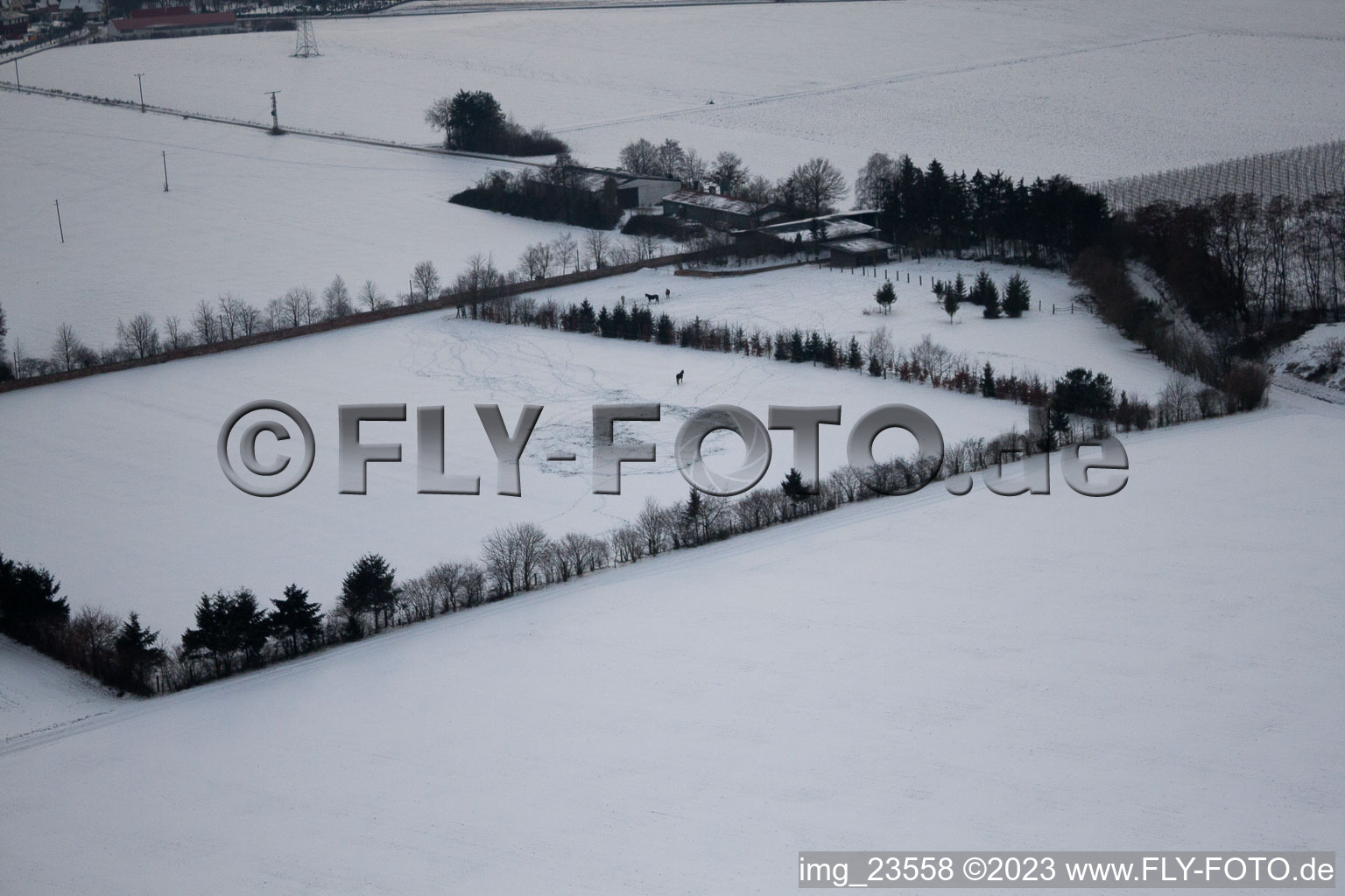Aerial photograpy of Trakehner-Friedrich in Minfeld in the state Rhineland-Palatinate, Germany
