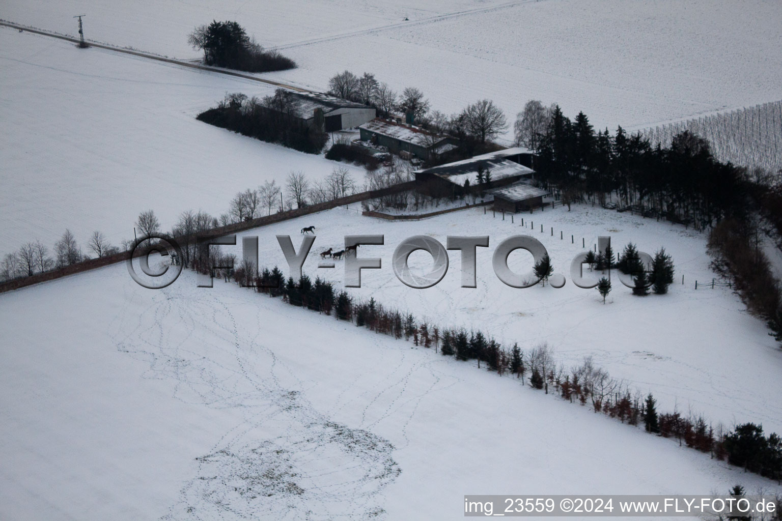 Oblique view of Trakehner-Friedrich in Minfeld in the state Rhineland-Palatinate, Germany