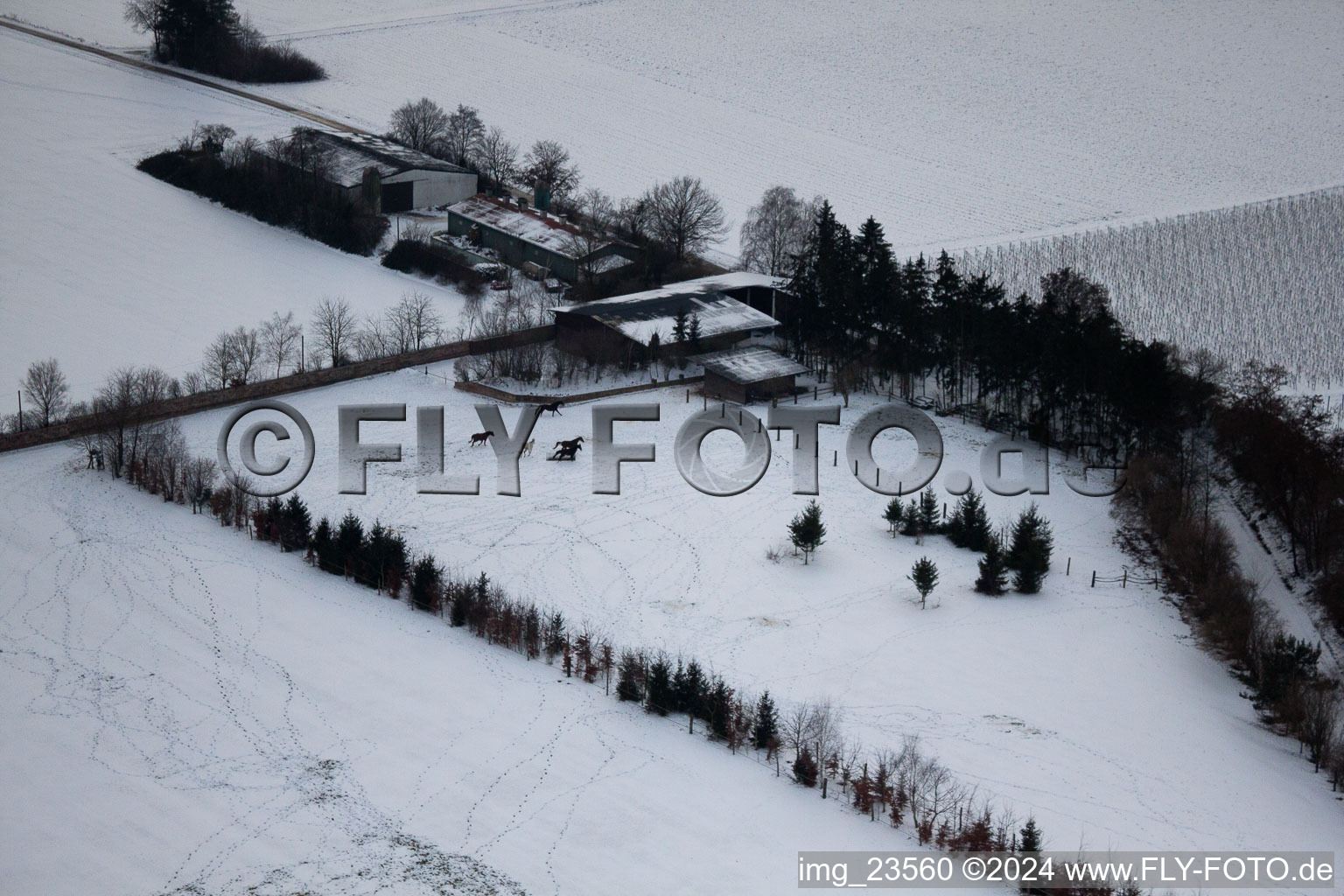 Trakehner-Friedrich in Minfeld in the state Rhineland-Palatinate, Germany from above