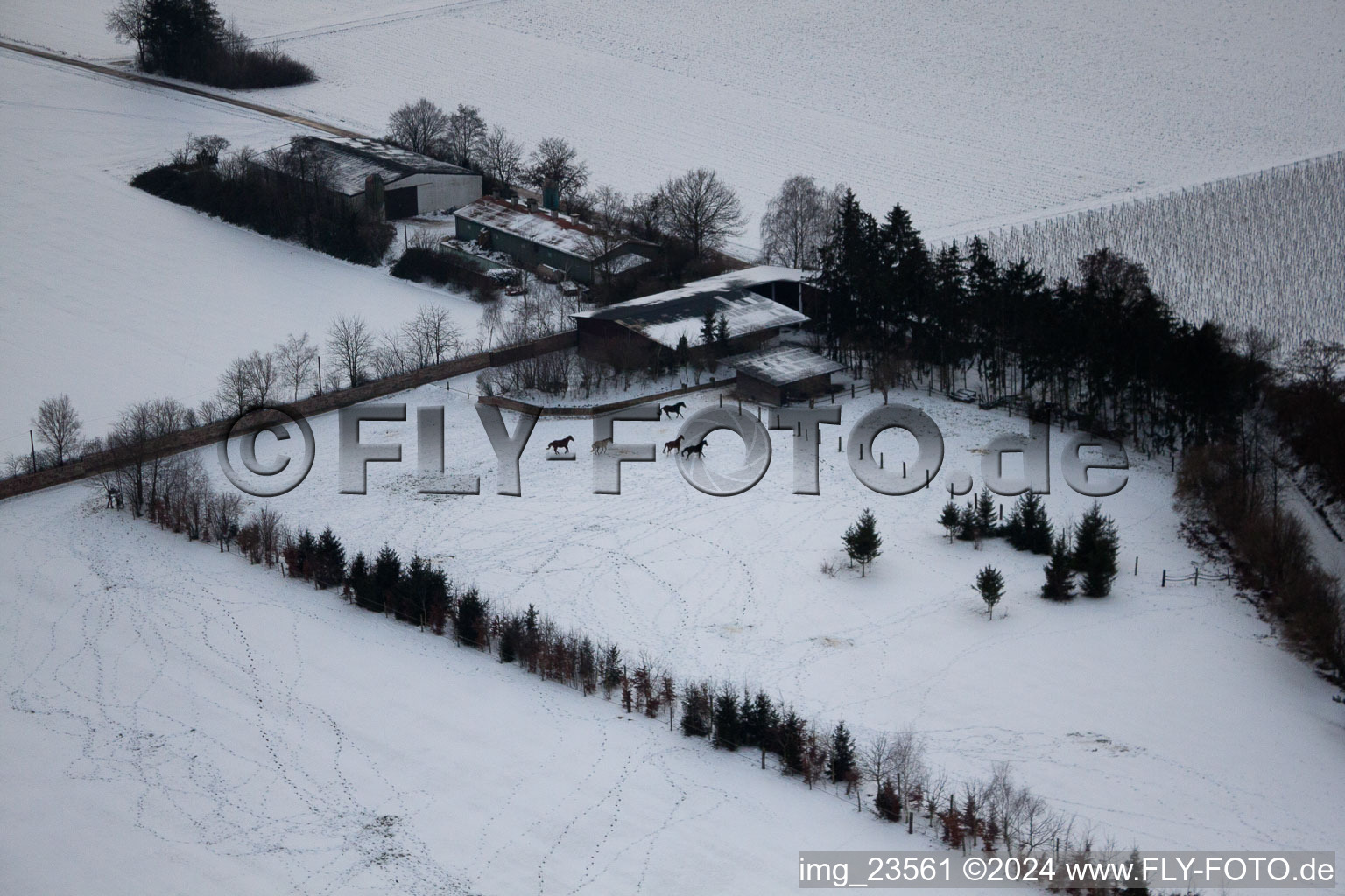 Trakehner-Friedrich in Minfeld in the state Rhineland-Palatinate, Germany out of the air