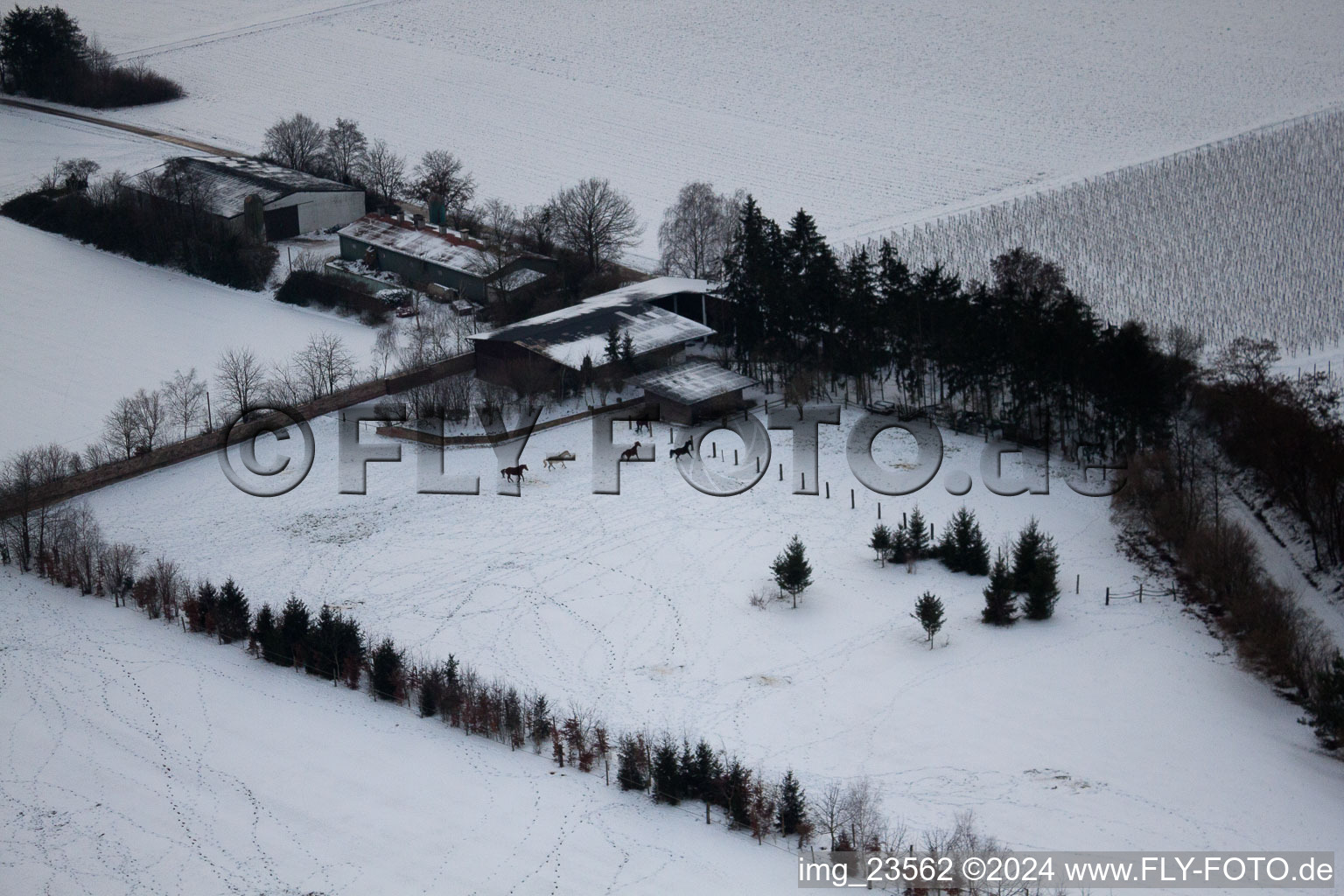 Trakehner-Friedrich in Minfeld in the state Rhineland-Palatinate, Germany seen from above