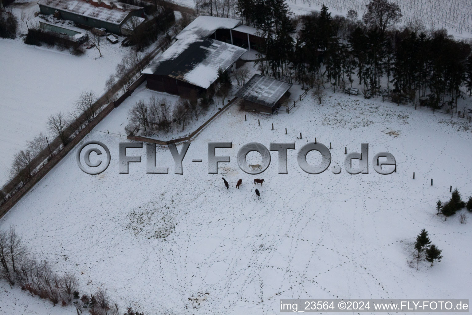 Trakehner-Friedrich in Minfeld in the state Rhineland-Palatinate, Germany from the plane