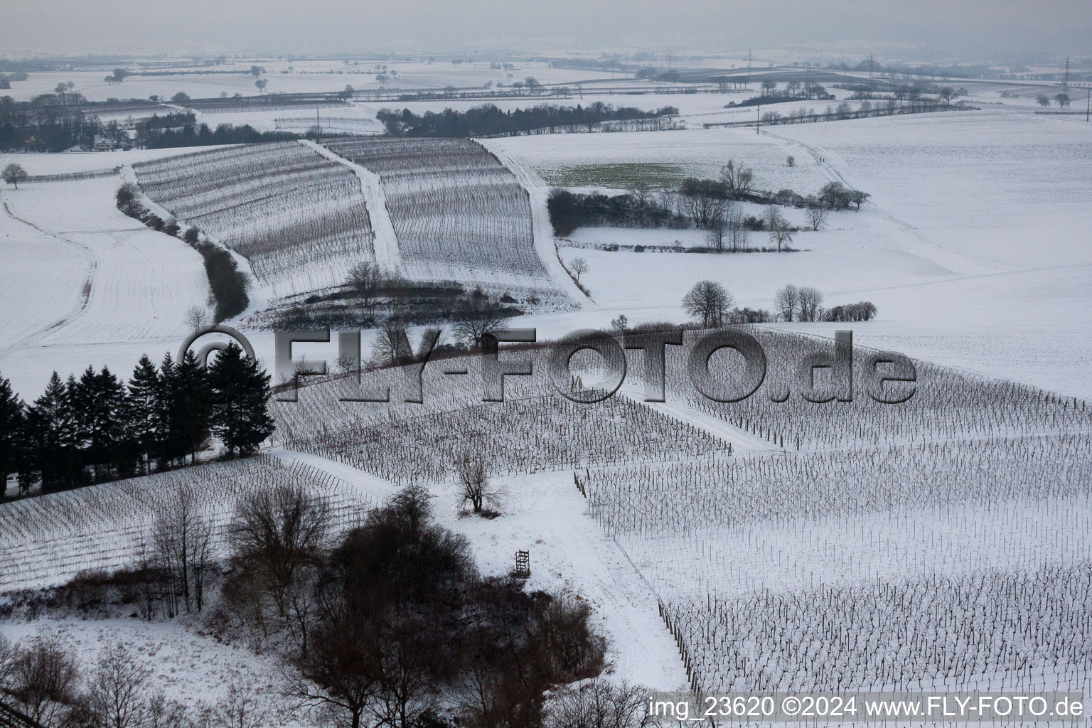 Oblique view of Winter vineyard in Freckenfeld in the state Rhineland-Palatinate, Germany