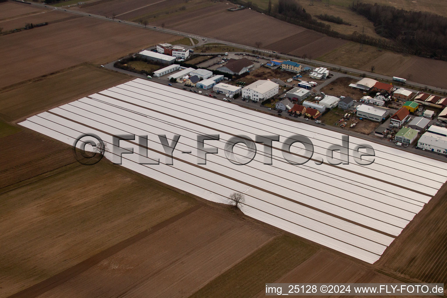 Asparagus fields under foil in Ketsch in the state Baden-Wuerttemberg, Germany