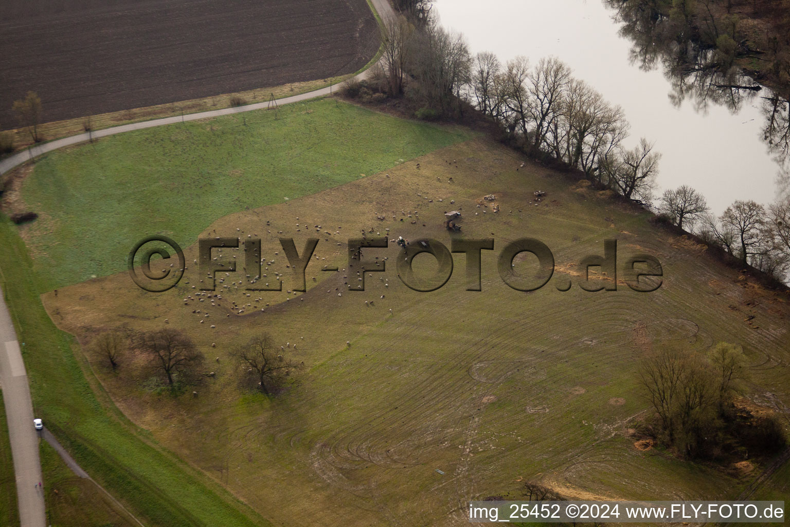 Flock of sheep on the Old Rhine in the district Maximiliansau in Wörth am Rhein in the state Rhineland-Palatinate, Germany