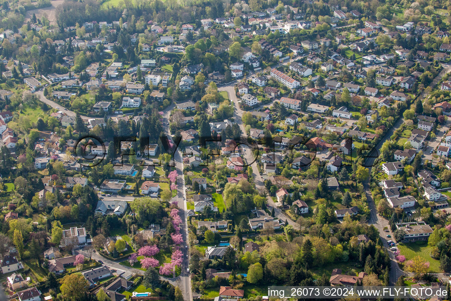 The district Turmberg with japanese cherry trees in pink flowers in the district Durlach in Karlsruhe in the state Baden-Wurttemberg