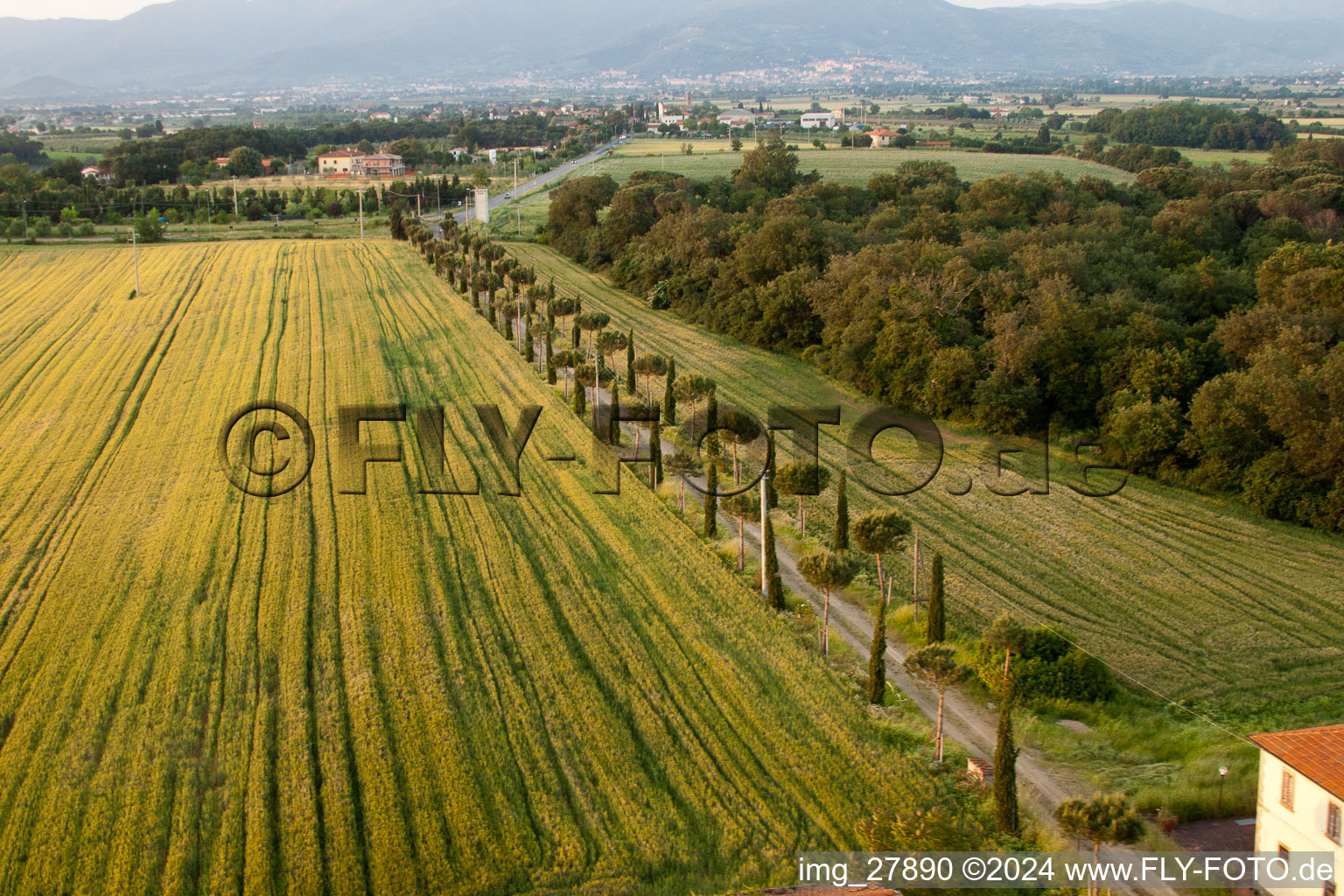 Cypress avenue, row of trees along a country road at the edge of a field in Castroncello in Castiglion Fiorentino in the state Arezzo, Italy