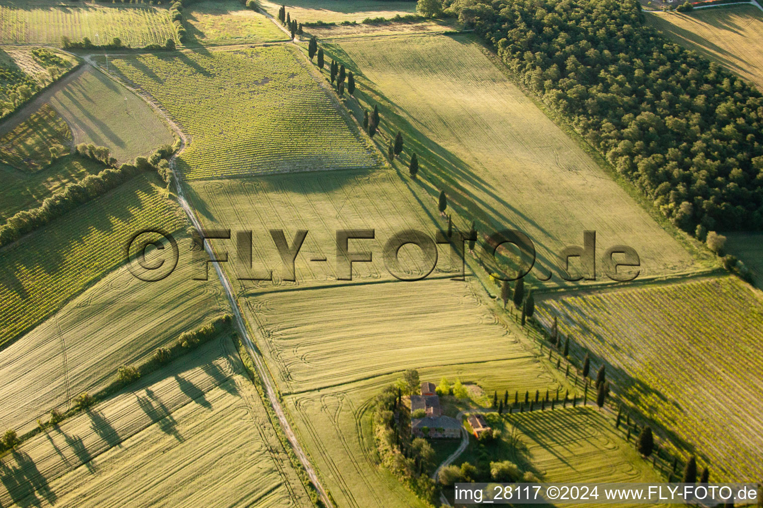 Structures on agricultural fields with shady cypress avenue in the district Il Pianello in Lucignano in the state Arezzo, Italy