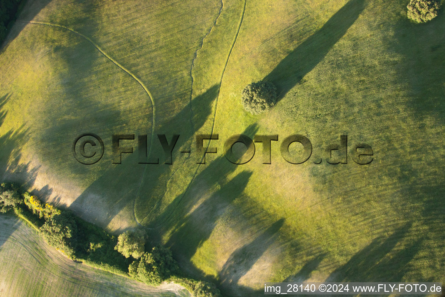 Grassland structures of a field and meadow landscape with tree shade in the district of Località Il Colle in Trequanda in the state Siena, Italy