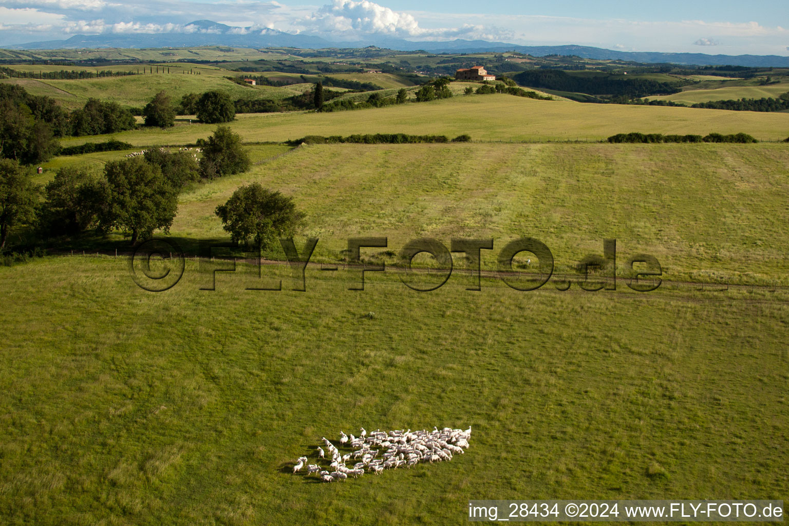 Grassland structures of a meadow pasture with sheep herd in Rapolano Terme in Asciano in the state Siena, Italy