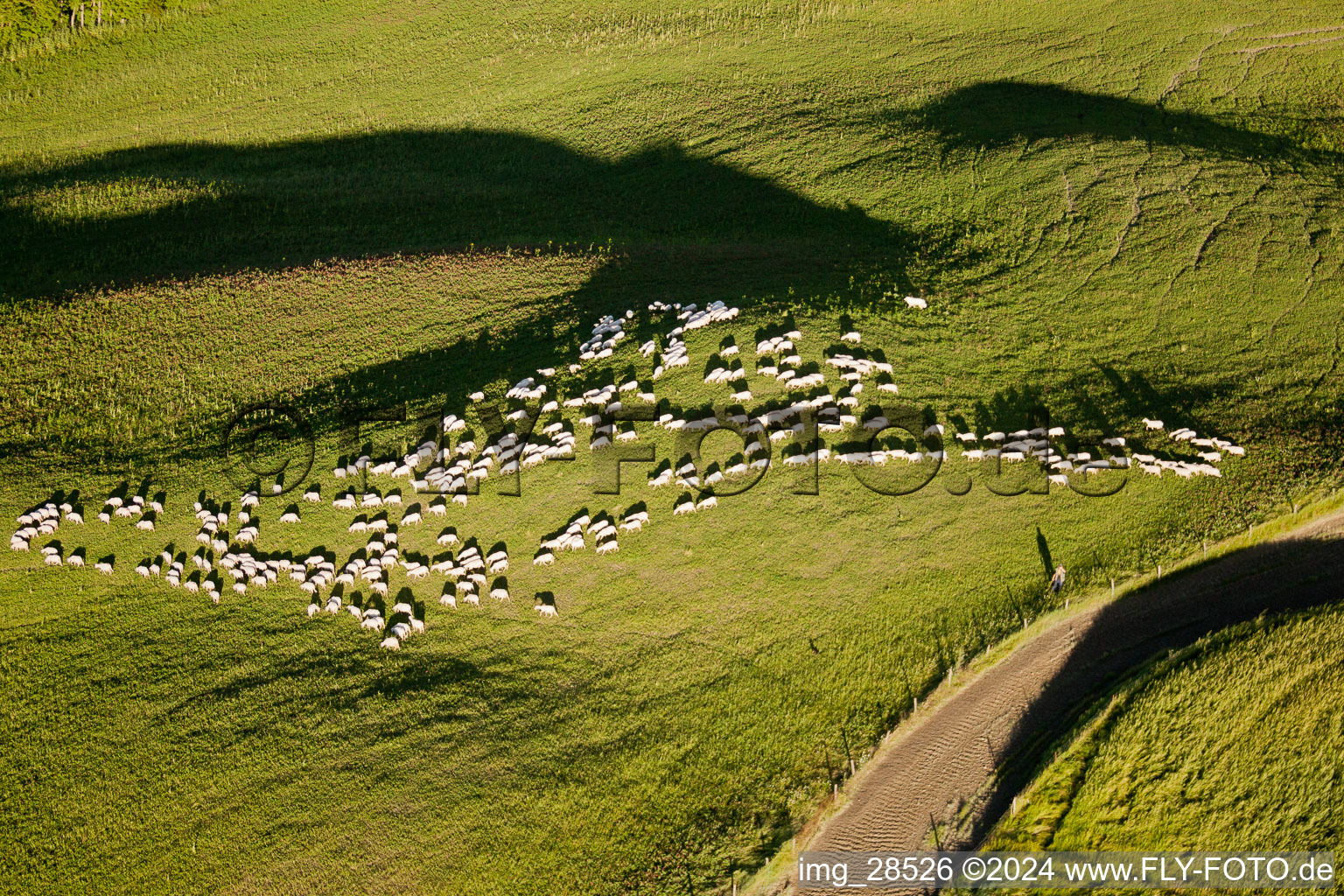 Hilly Grass area-structures meadow pasture with Sheep - herd at rural road in Rapolano Terme in Toscana, Italy