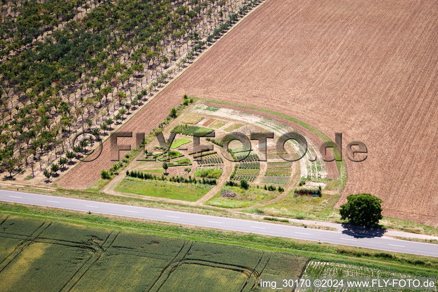 Colorful bedding rows on a field for flowering vegetables in Kleinfischlingen in the state Rhineland-Palatinate, Germany